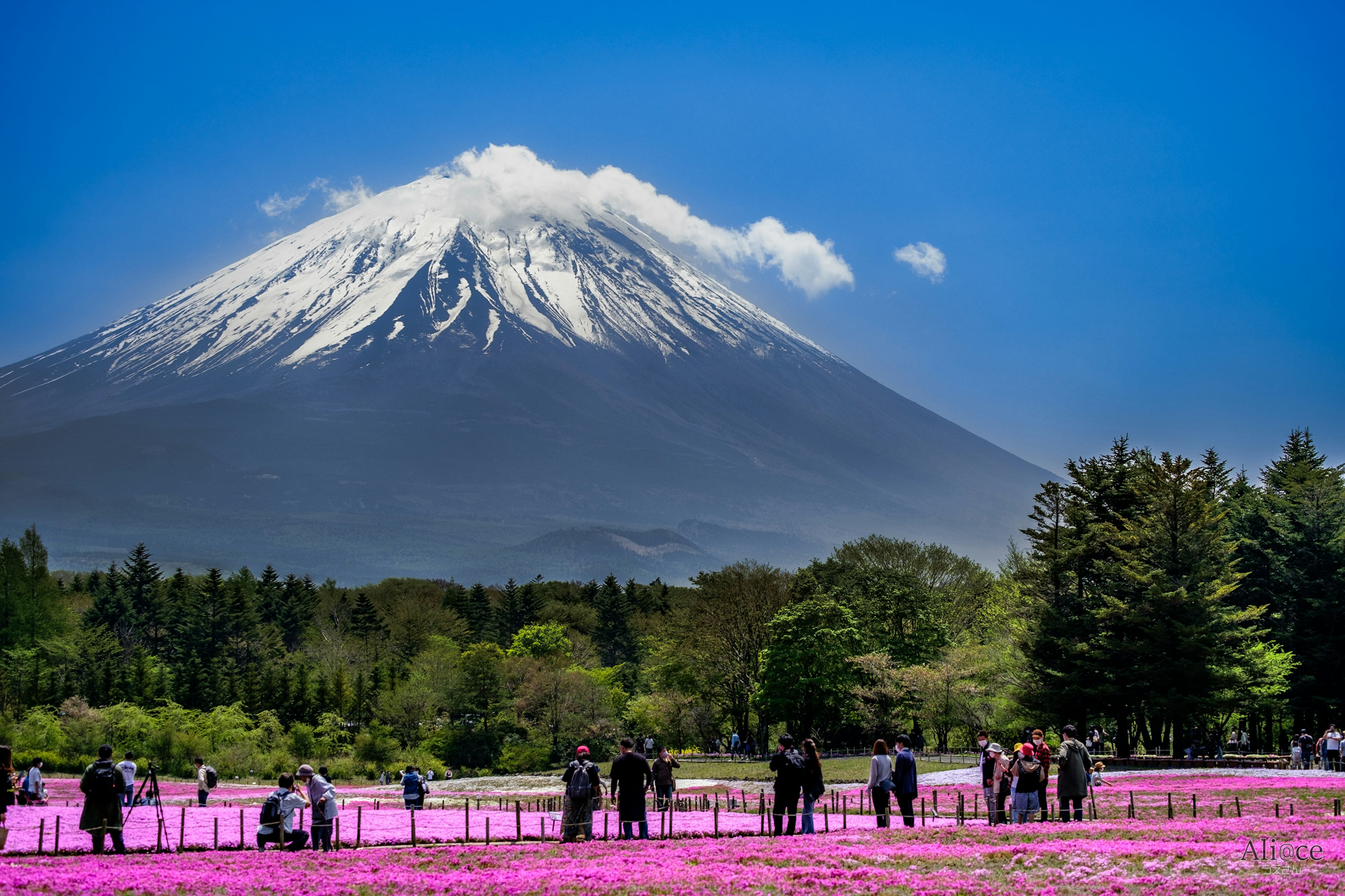 美しい富士山と満開の芝桜の風景人々が楽しんでいる