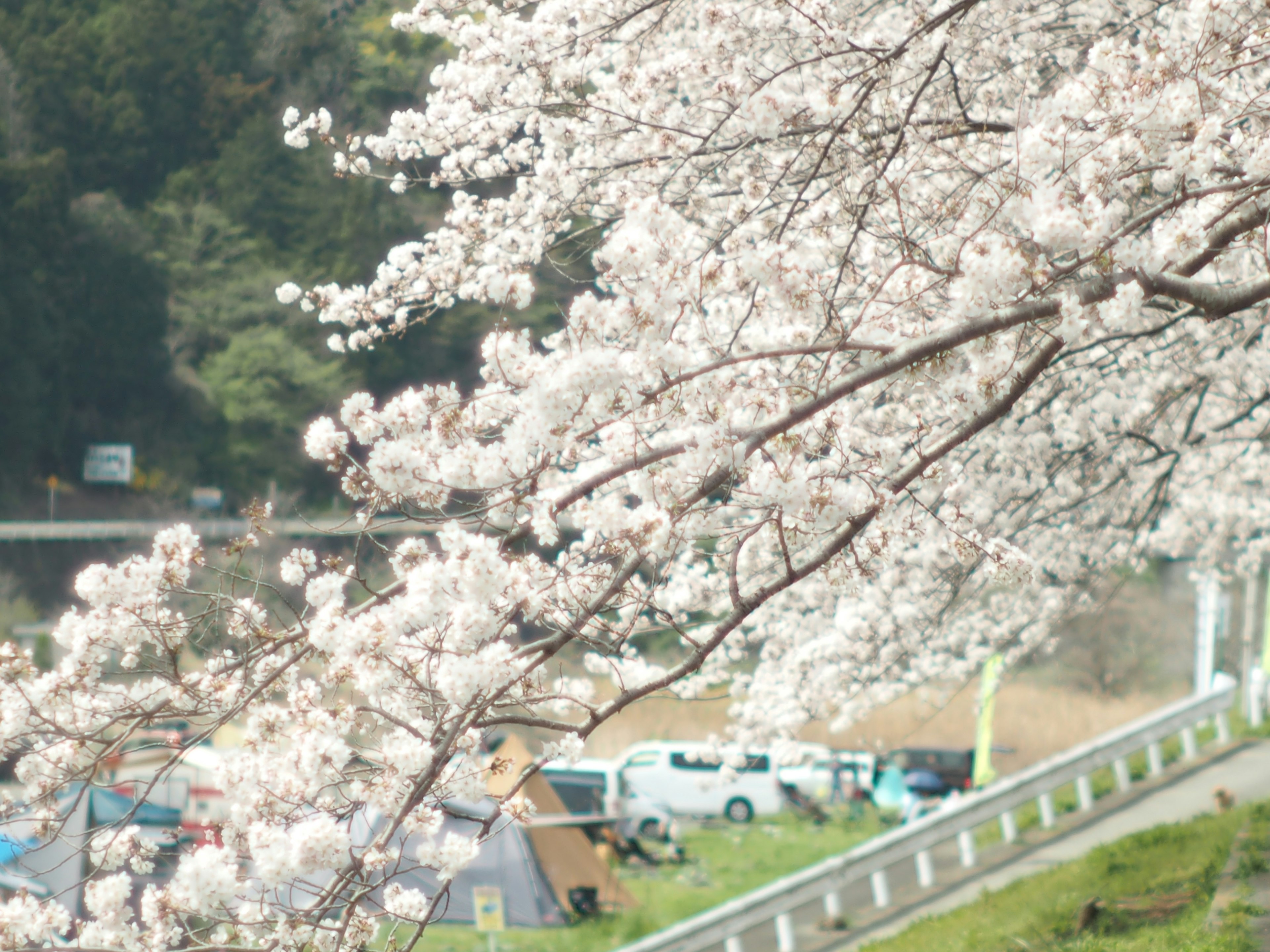 盛開的櫻花樹，背景中可見汽車