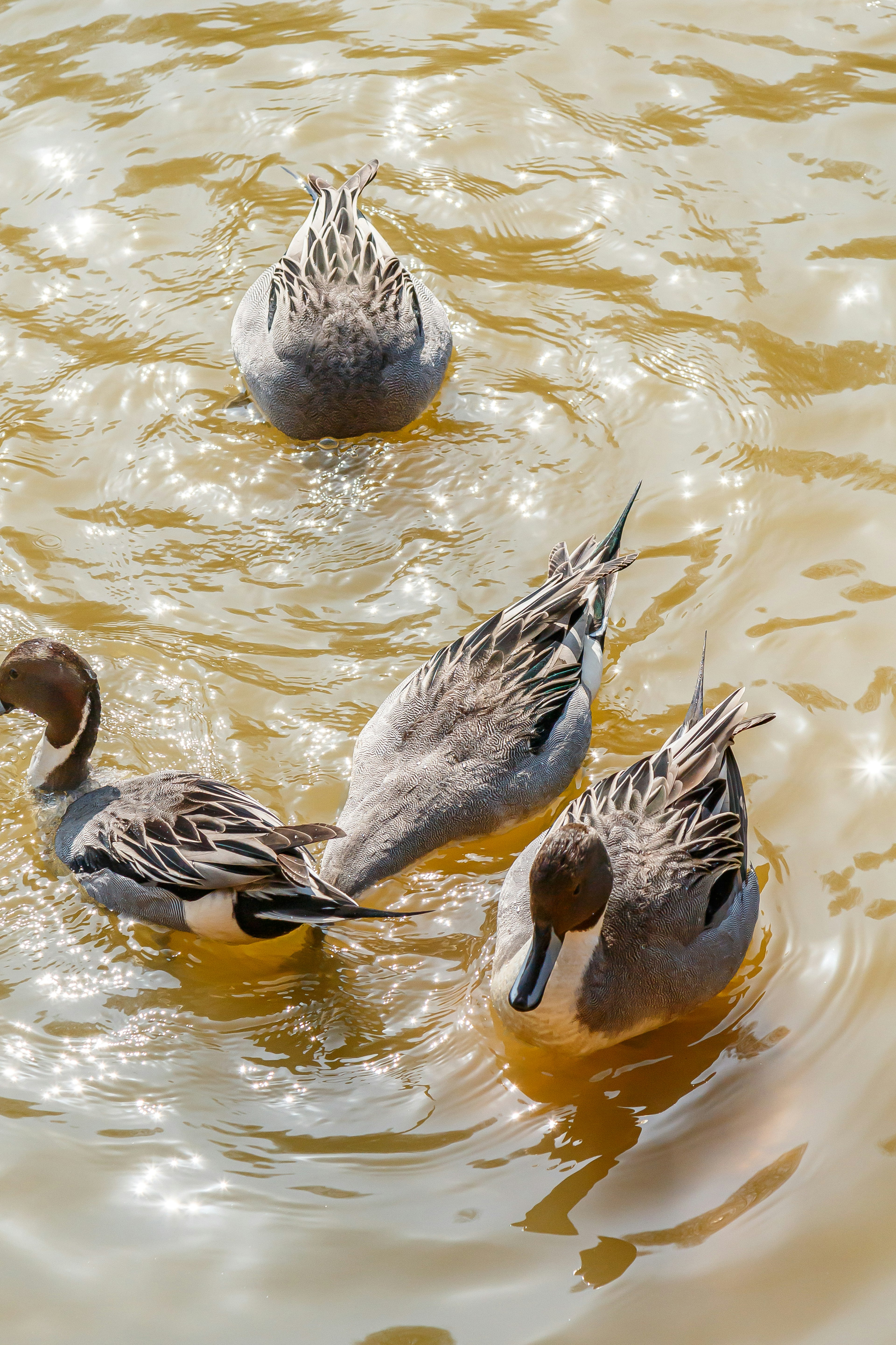 Un grupo de patos nadando en un estanque