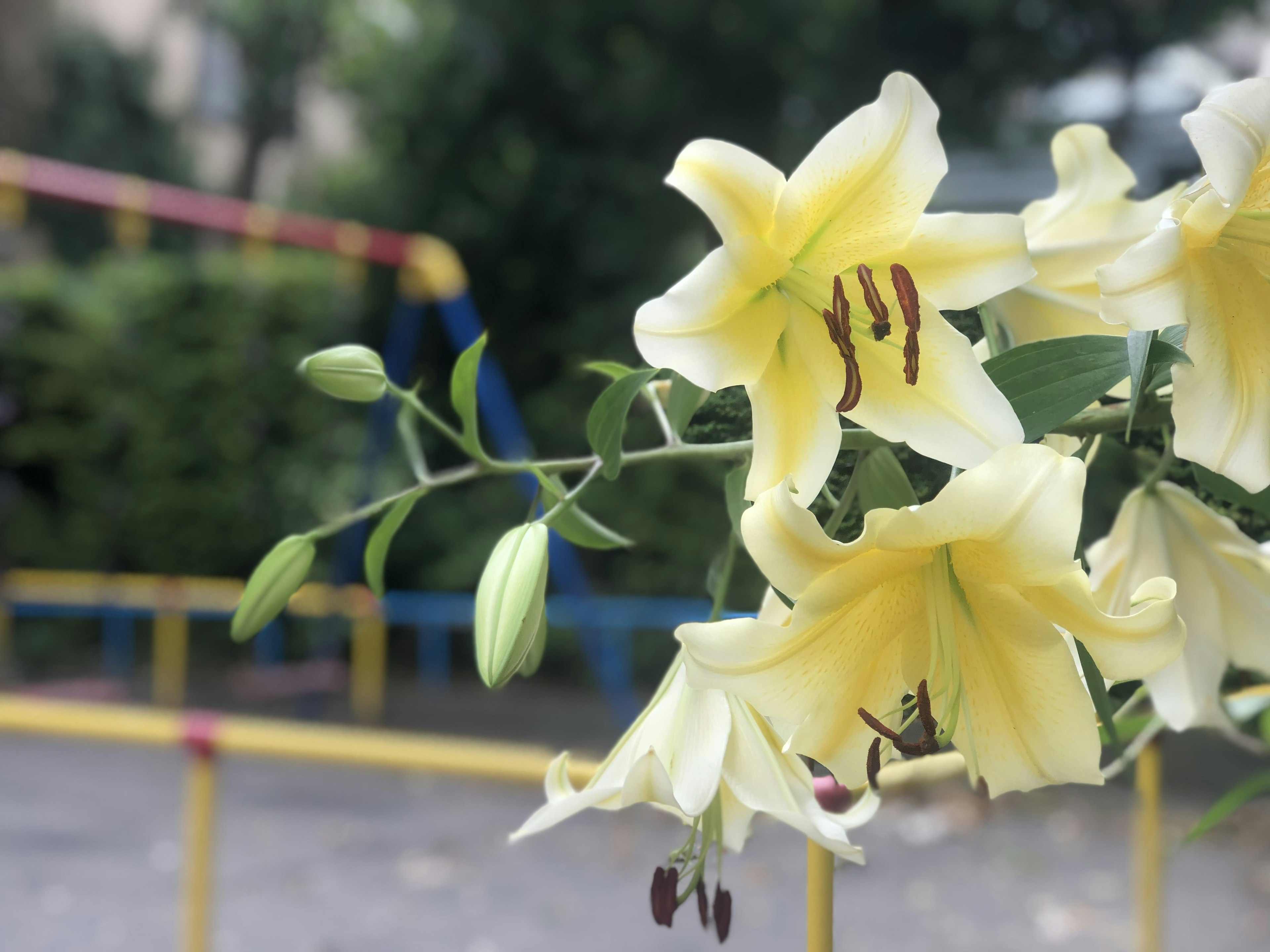 Yellow lilies in bloom with playground equipment in the background