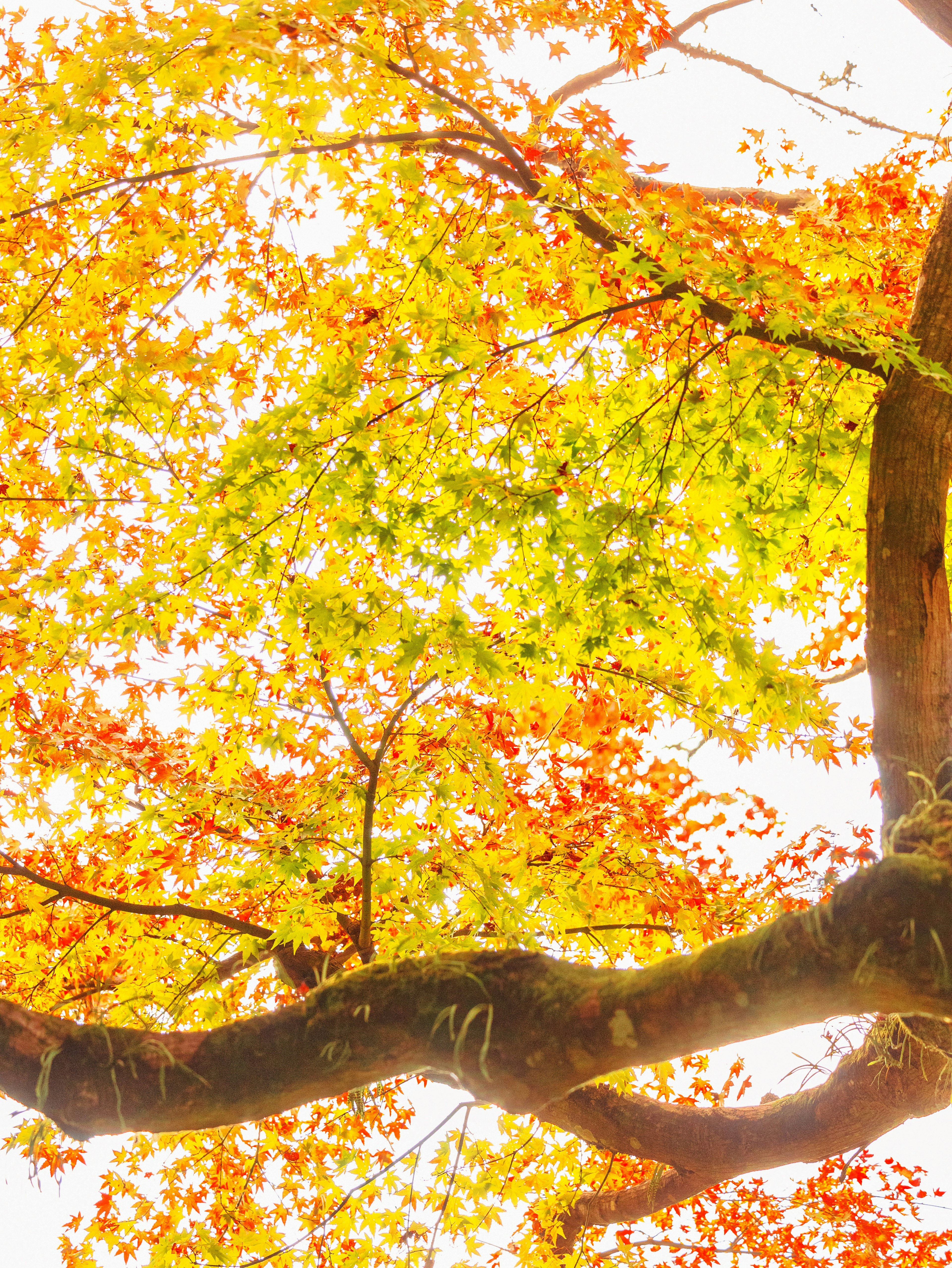 Close-up of tree branches with vibrant orange and yellow leaves