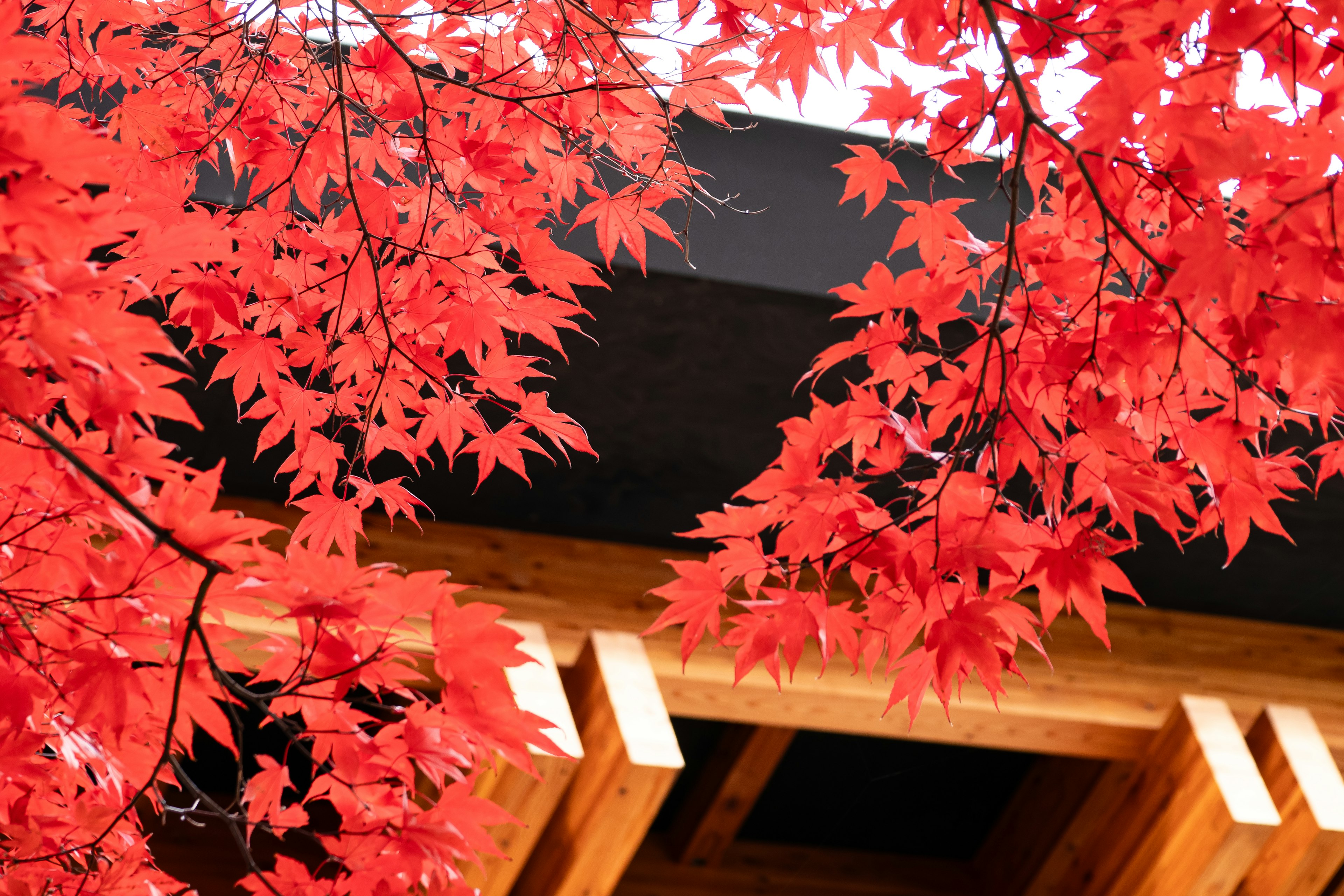 Vibrant red maple leaves framing a wooden structure rooftop