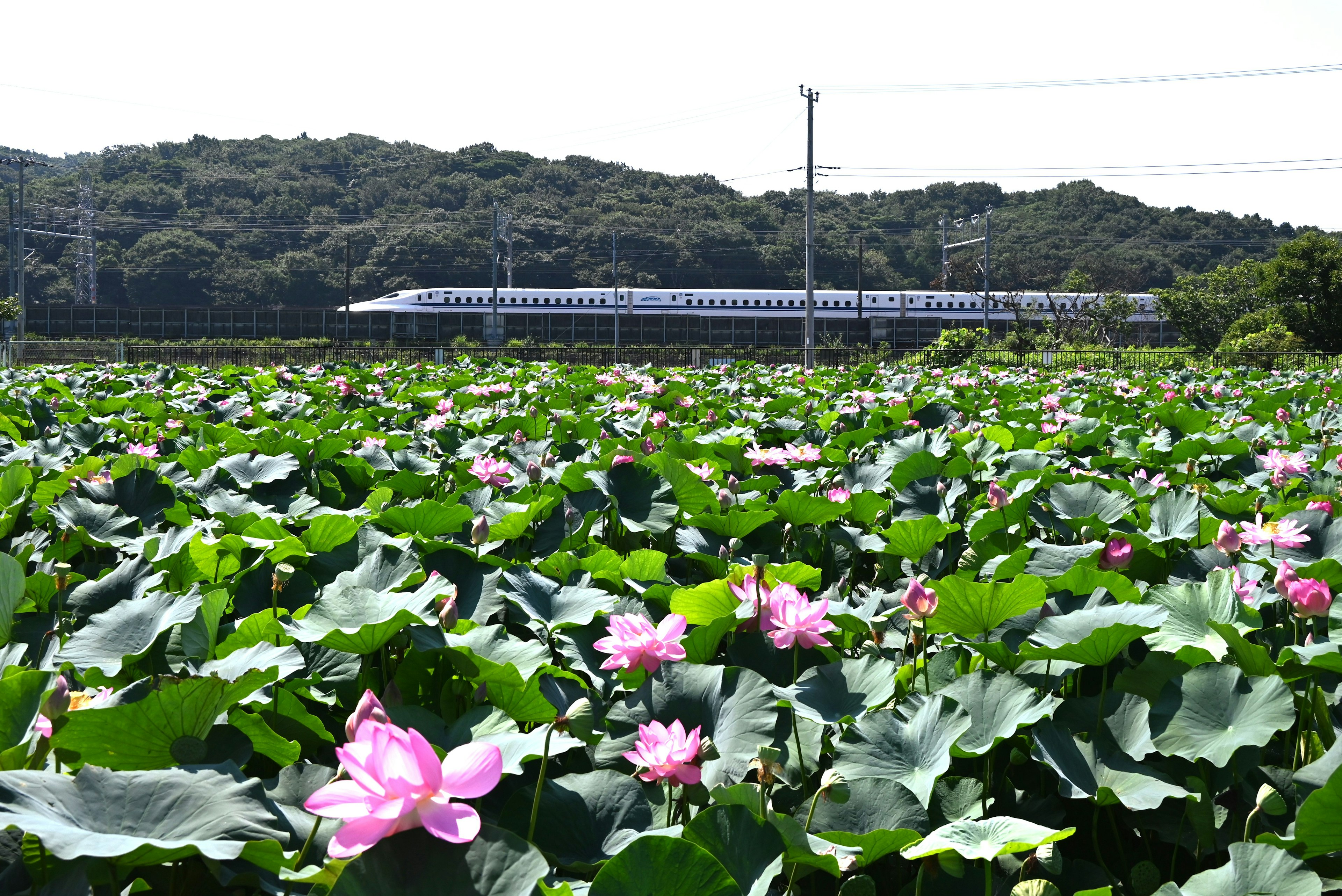 Vista scenica di uno stagno di fiori di loto rosa con un treno che passa sullo sfondo