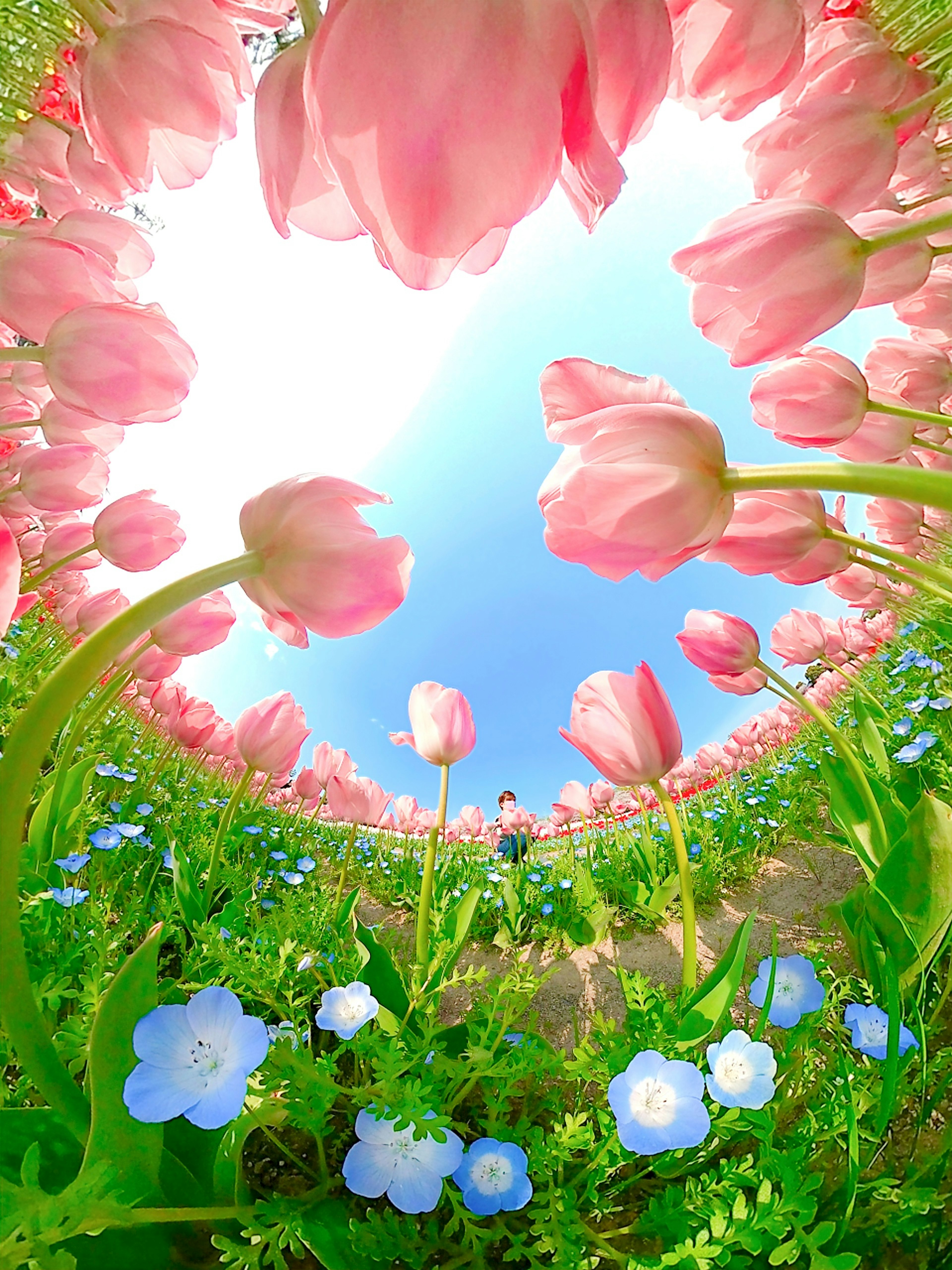 Field of pink tulips and blue flowers under a clear sky