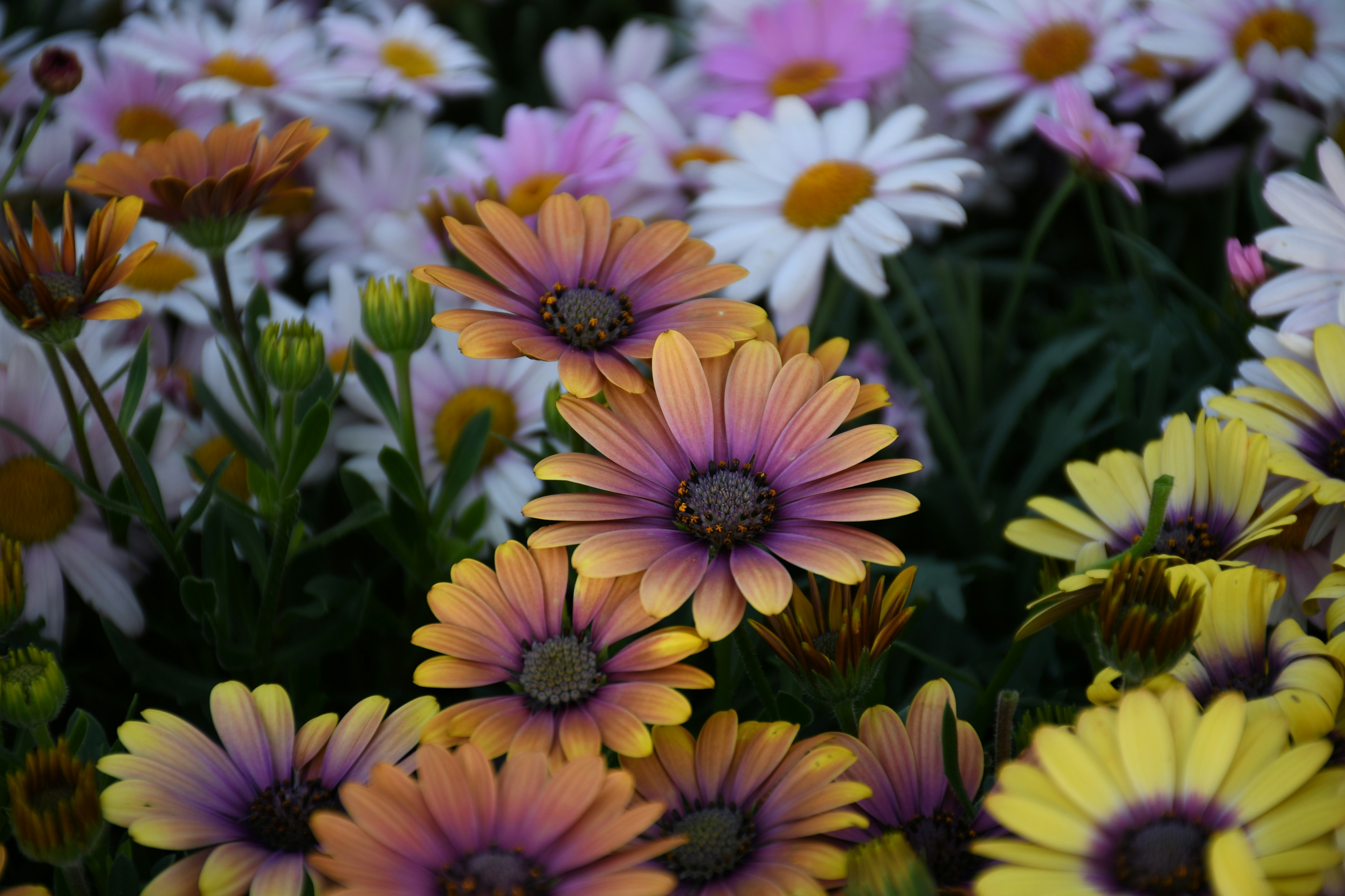 Flores vibrantes en una escena de jardín con flores naranjas y moradas