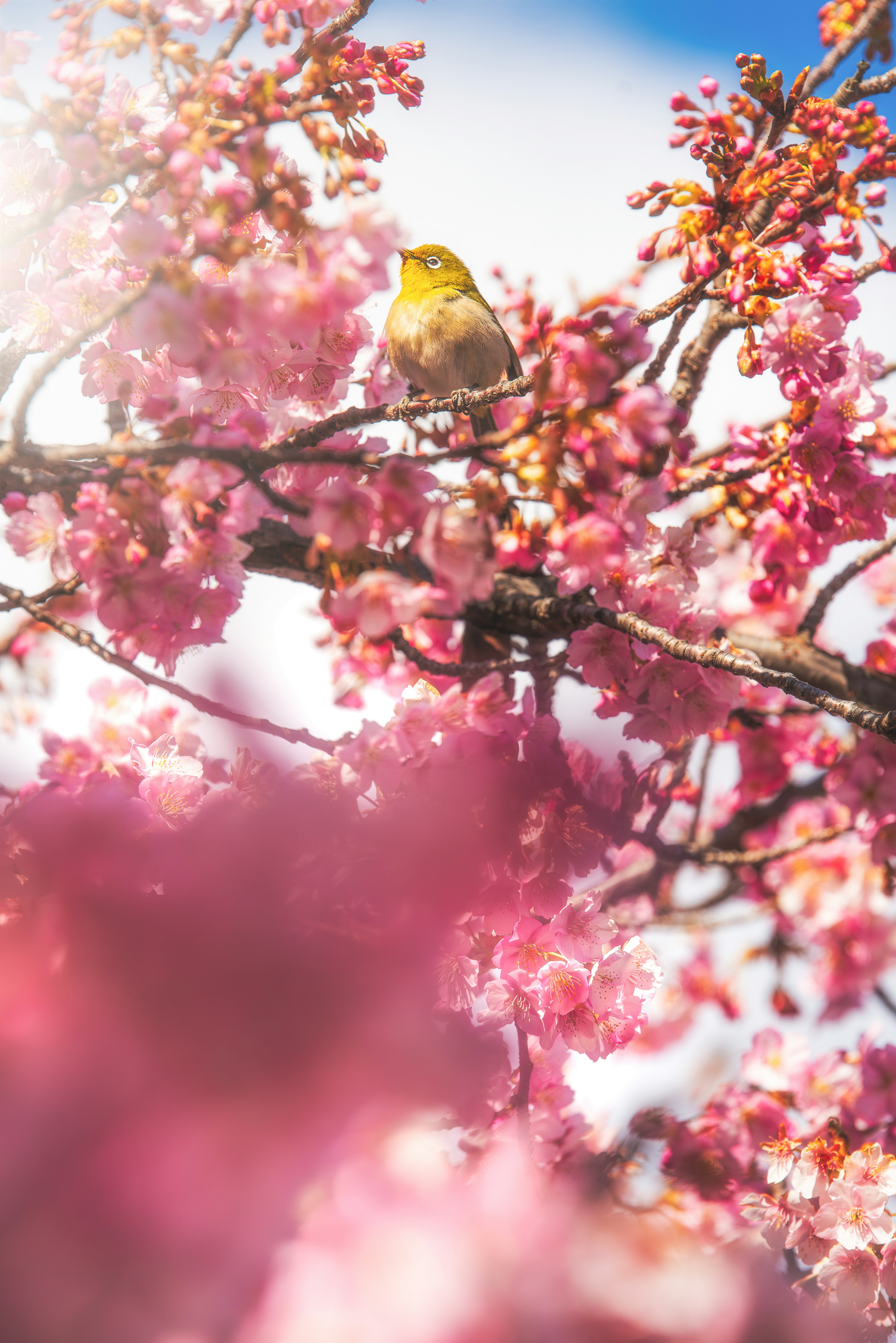 Un petit oiseau perché parmi des fleurs de cerisier roses vibrantes