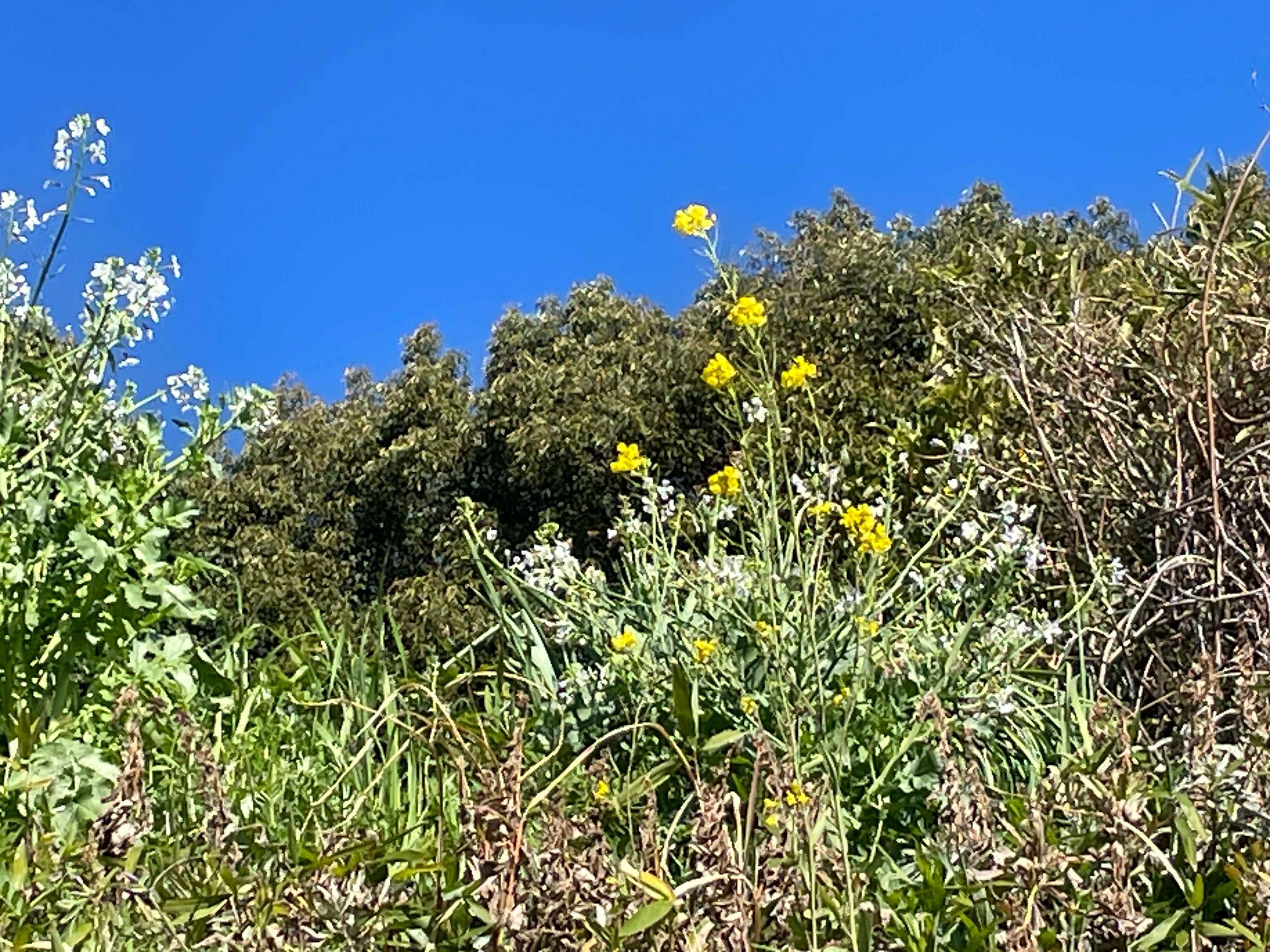 Paesaggio con fiori gialli e erba verde sotto un cielo blu chiaro