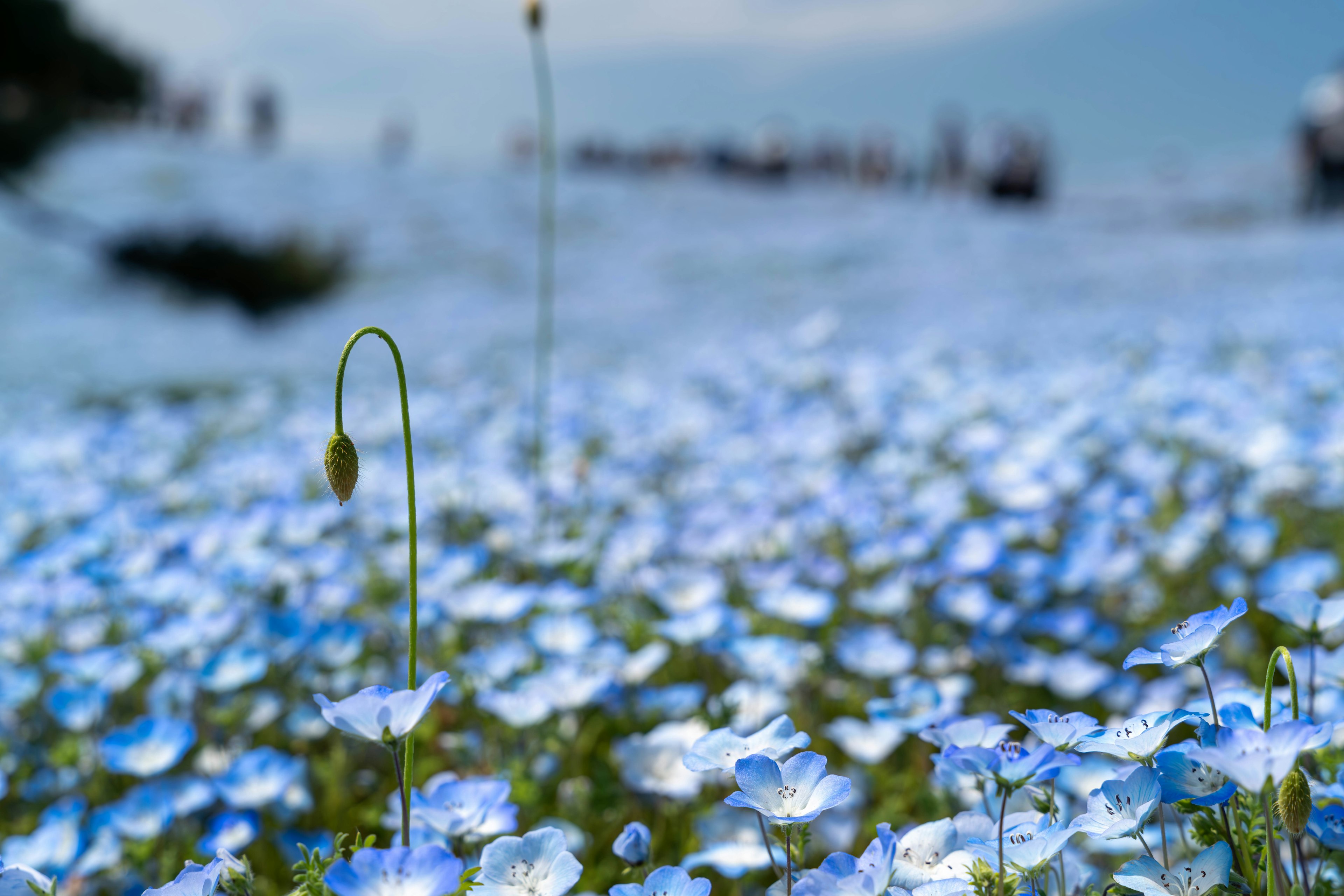 Feld mit blauen Blumen und Meer im Hintergrund