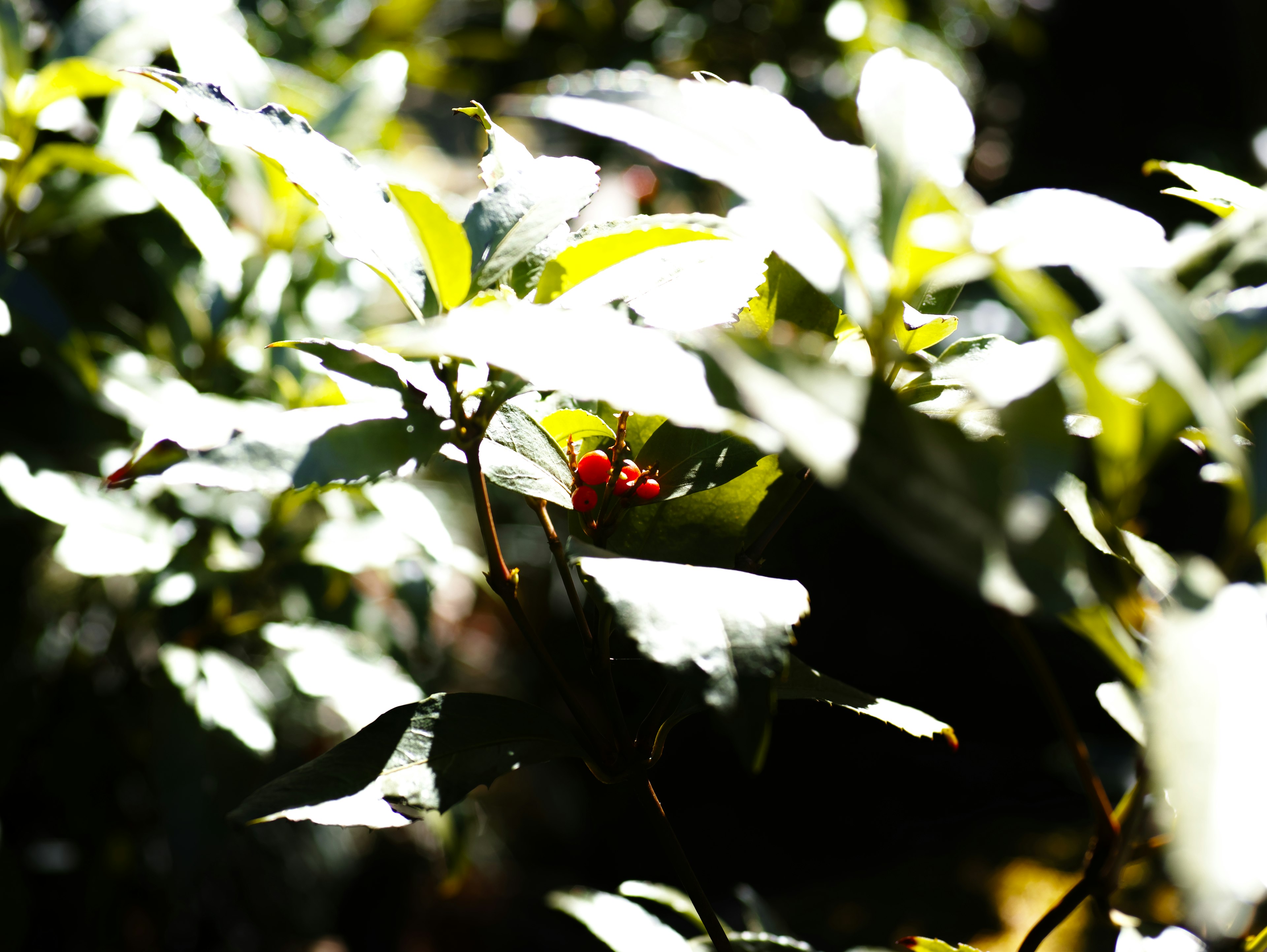 Red berry hidden among green leaves in bright light