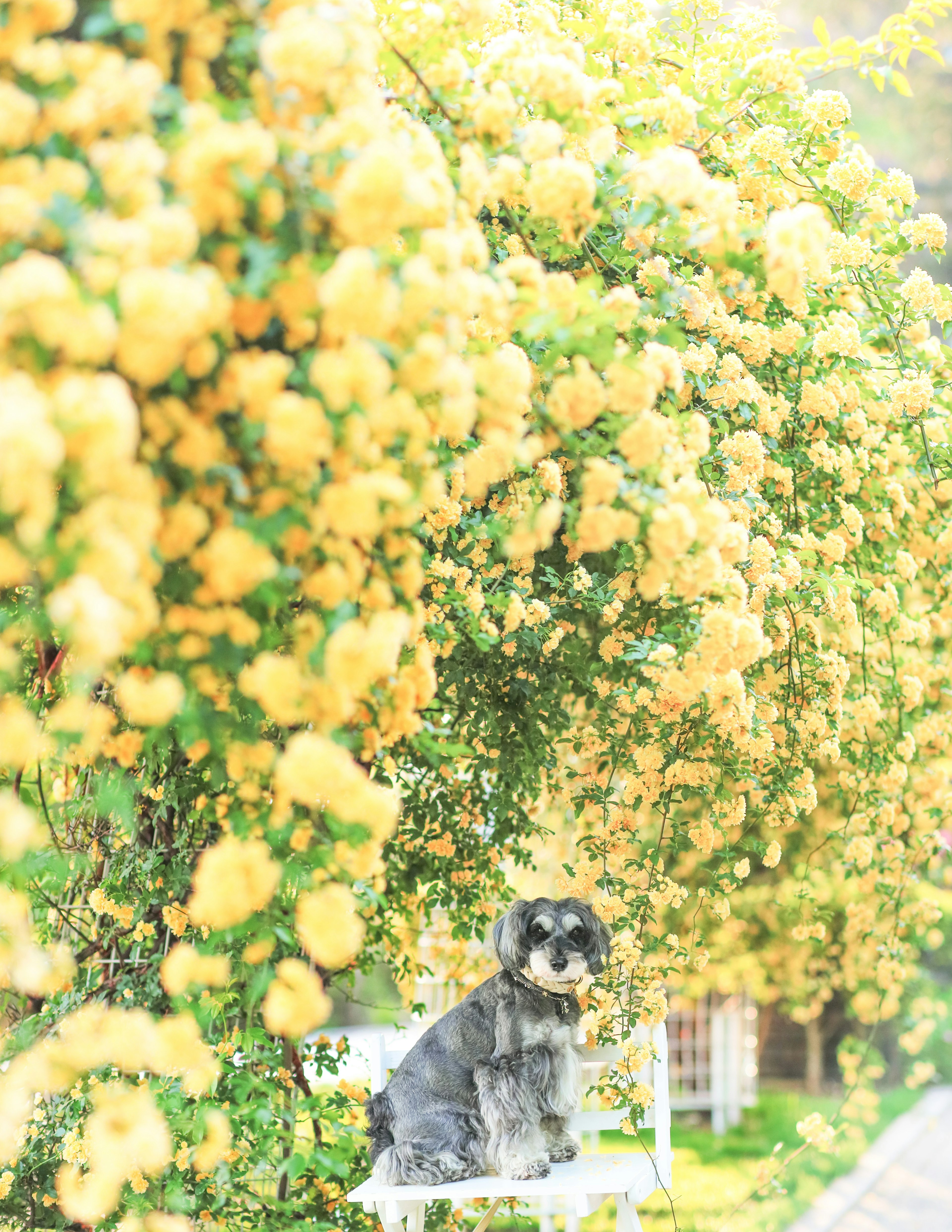 Un cane seduto tra fiori gialli in fiore