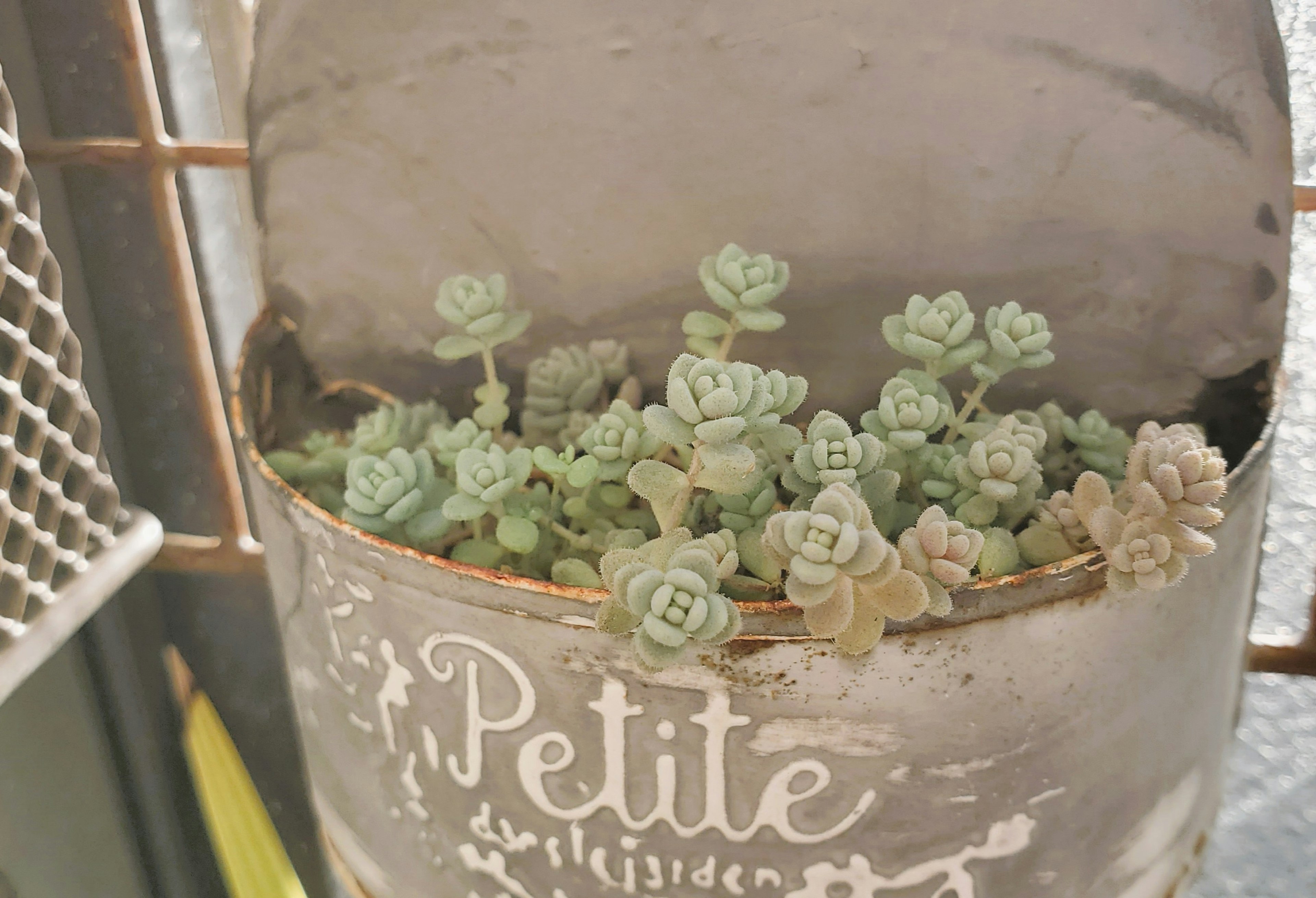 Photo de petites succulentes dans un pot