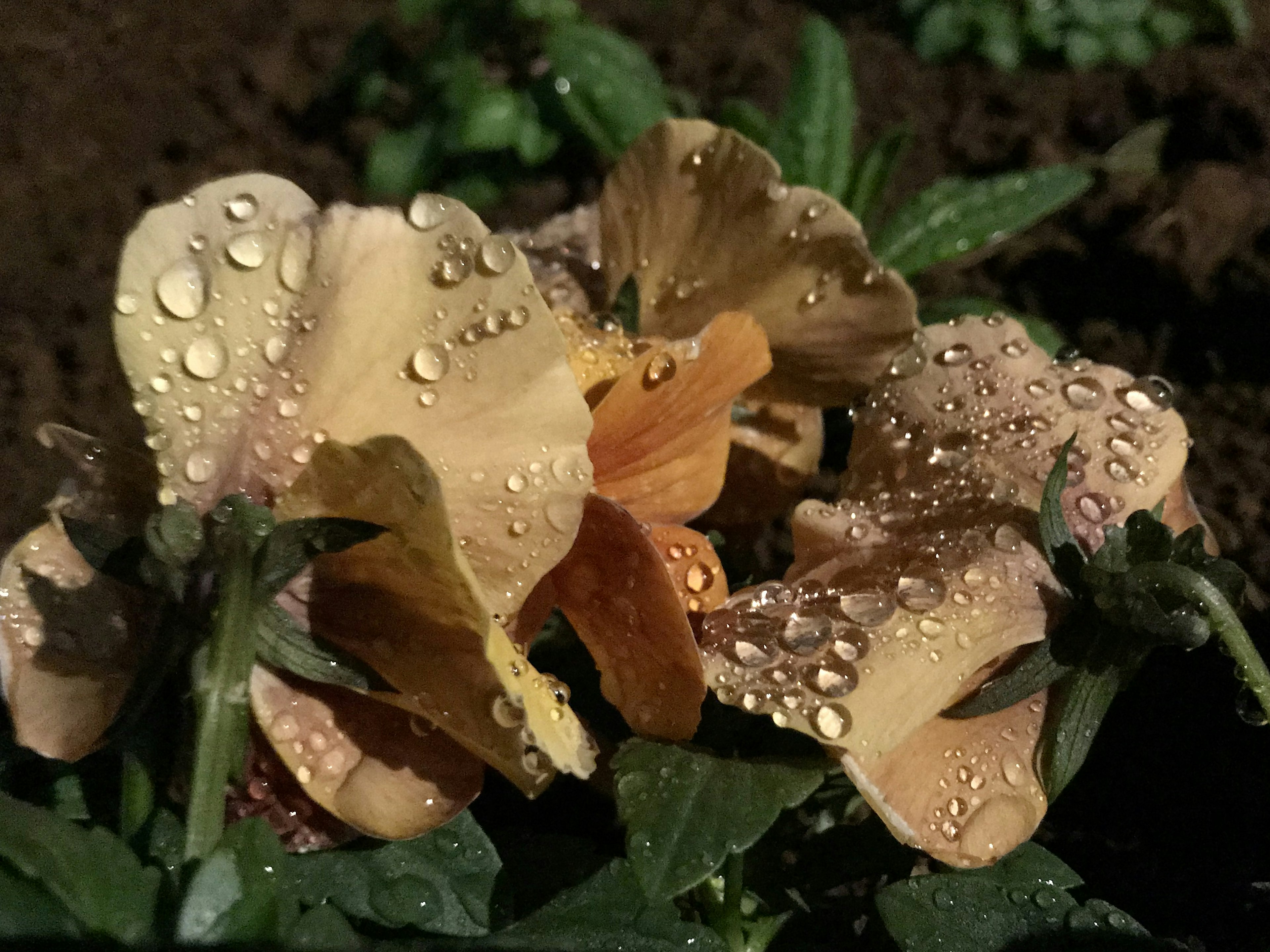 水滴のついたオレンジ色の花と緑の葉が写っている