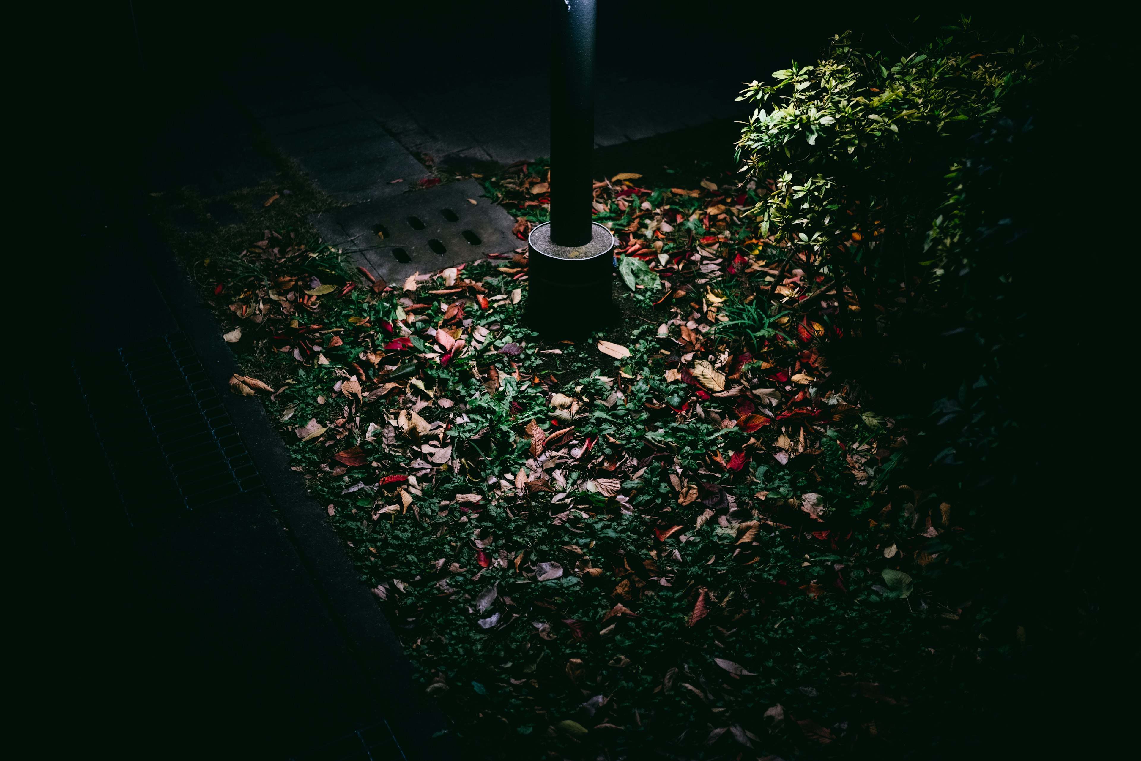 Una esquina de un parque por la noche con hojas iluminadas por una farola