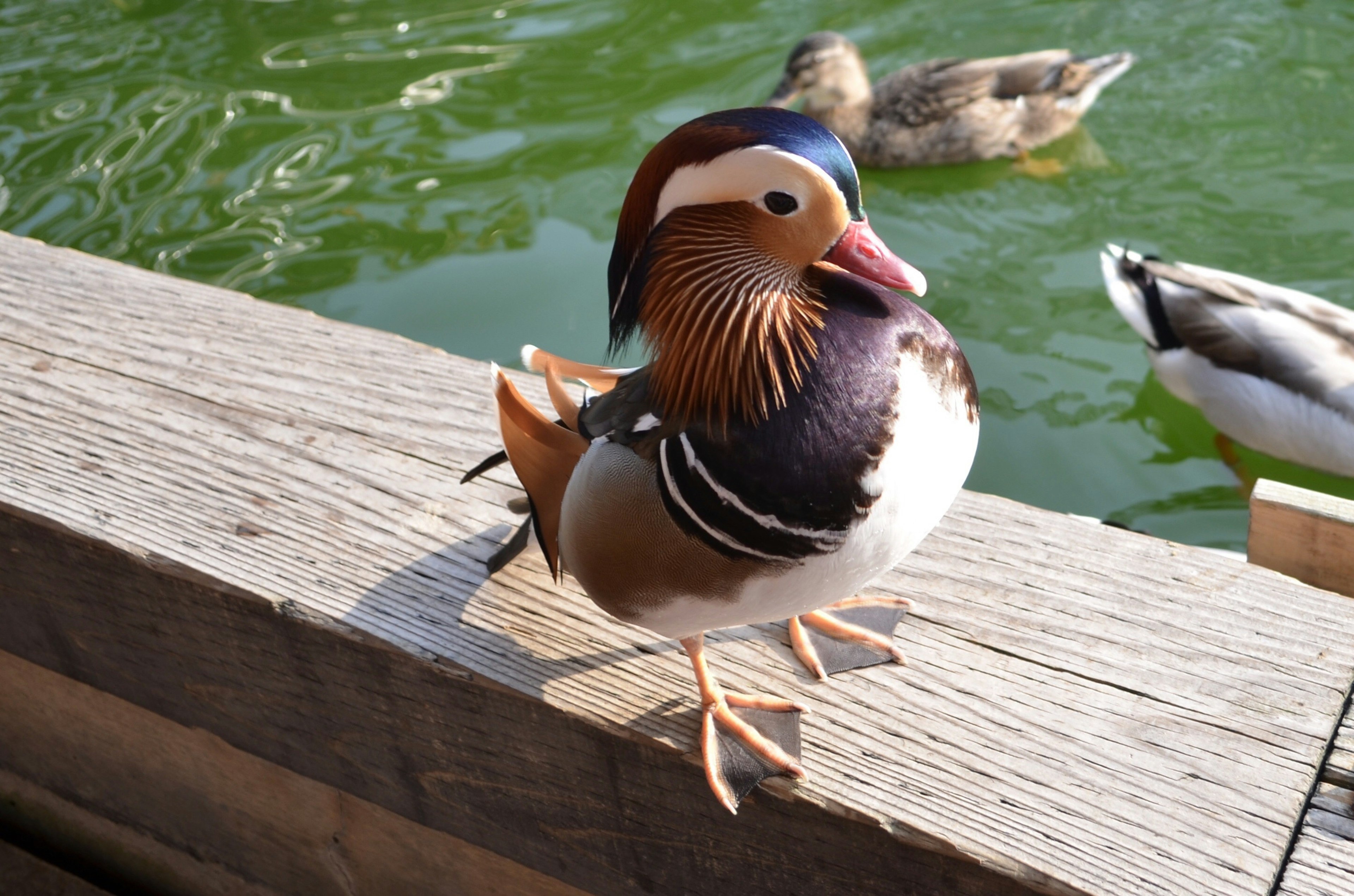 A vibrant mandarin duck standing on a wooden ledge with green water in the background