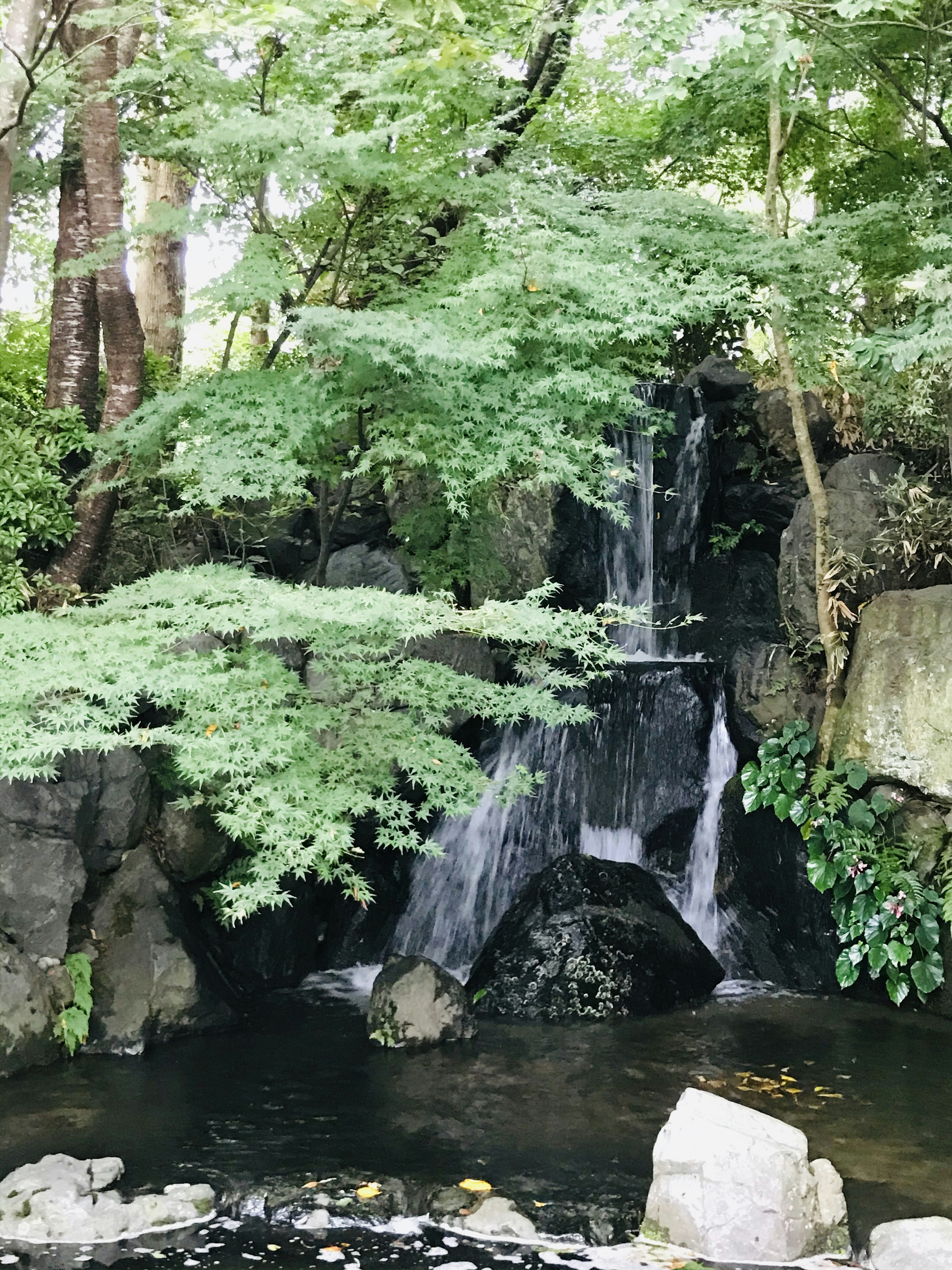 Ein ruhiger Wasserfall umgeben von üppigen grünen Bäumen und einem ruhigen Teich