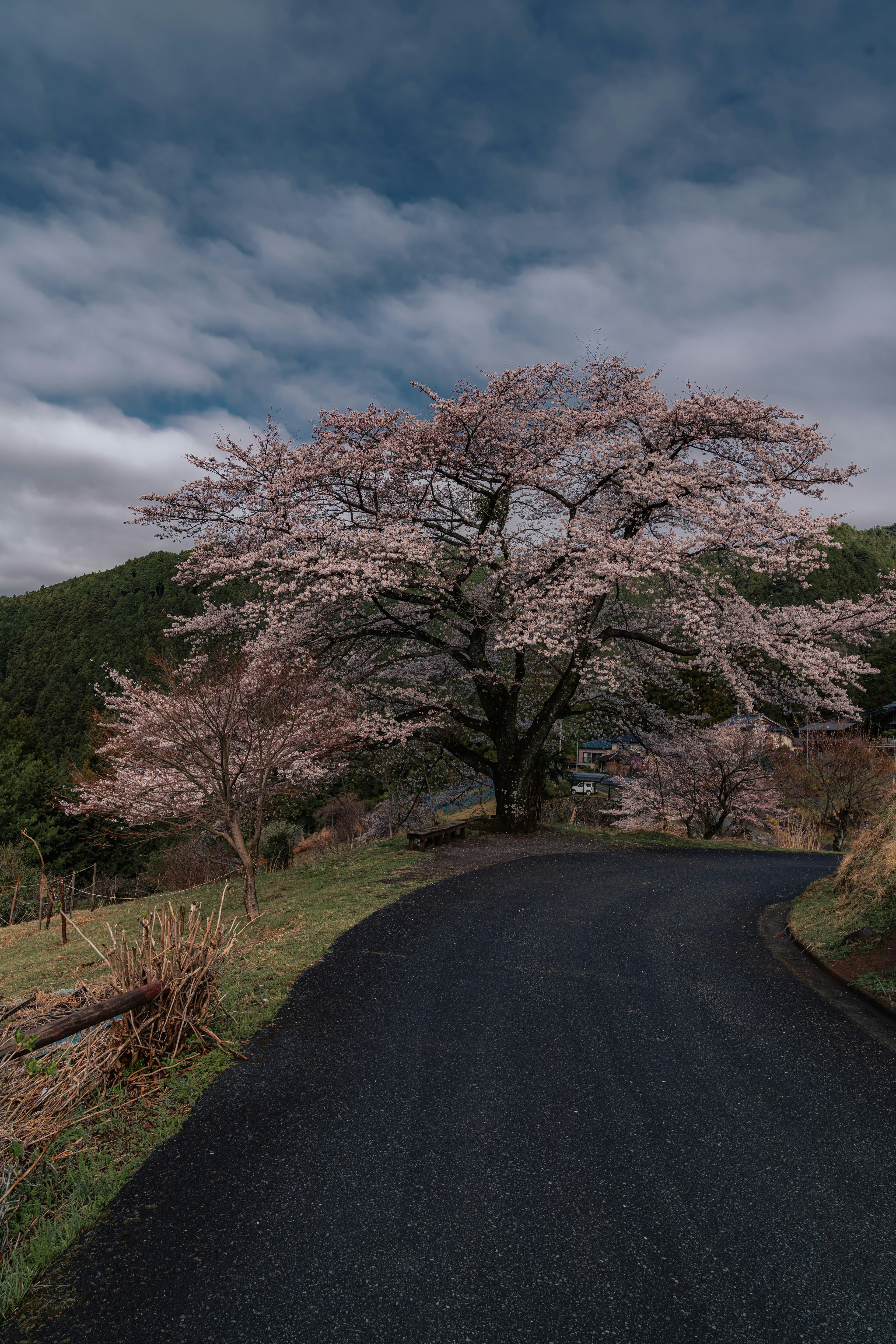 美しい桜の木が曲がりくねった道路のそばに立っている