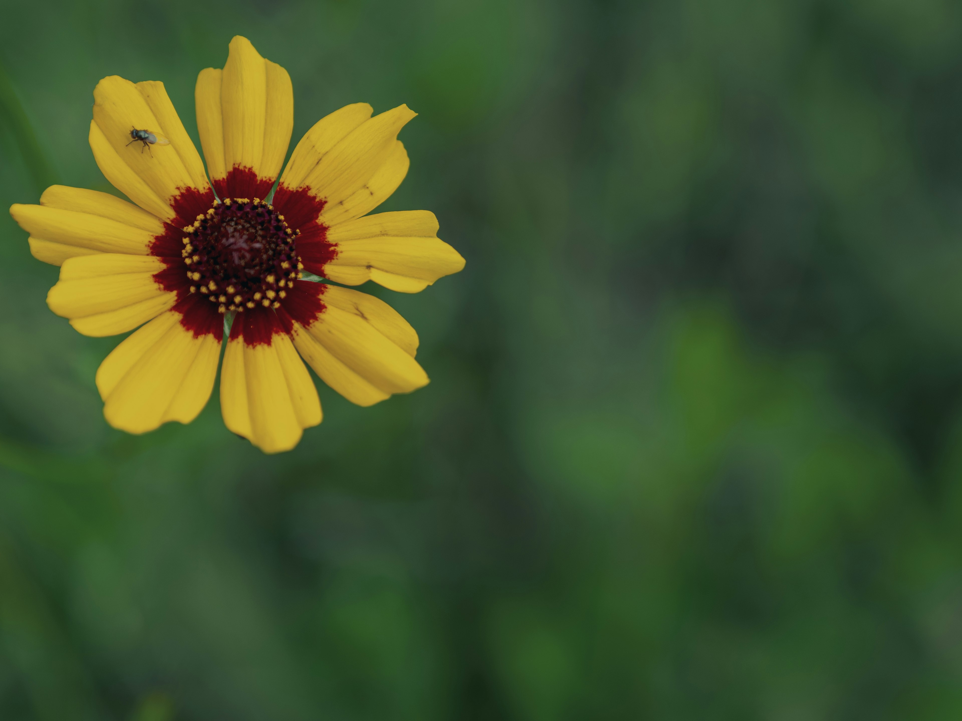 Yellow flower with a red center and green background