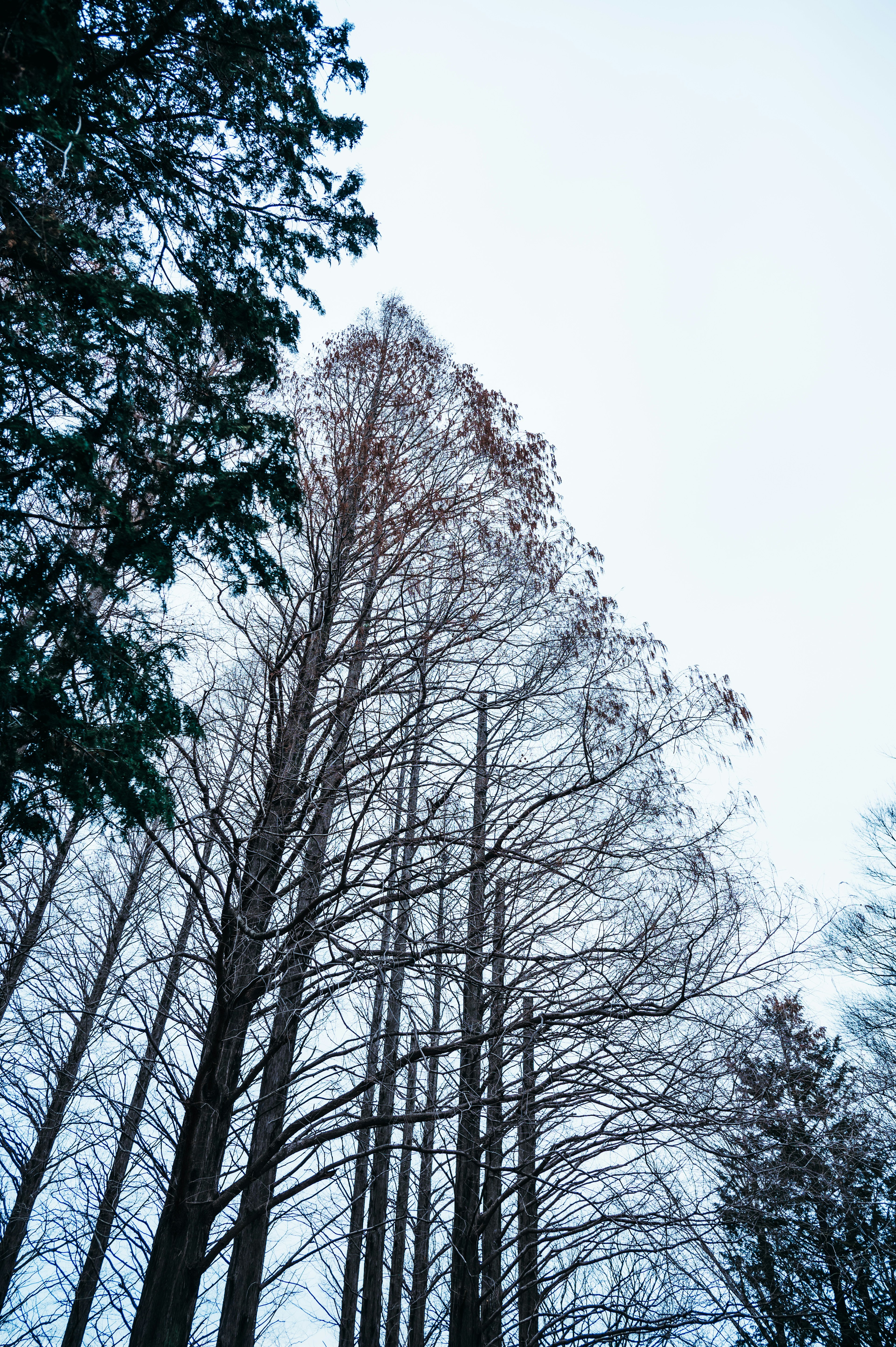 雪に覆われた木々が青空に向かってそびえ立つ風景