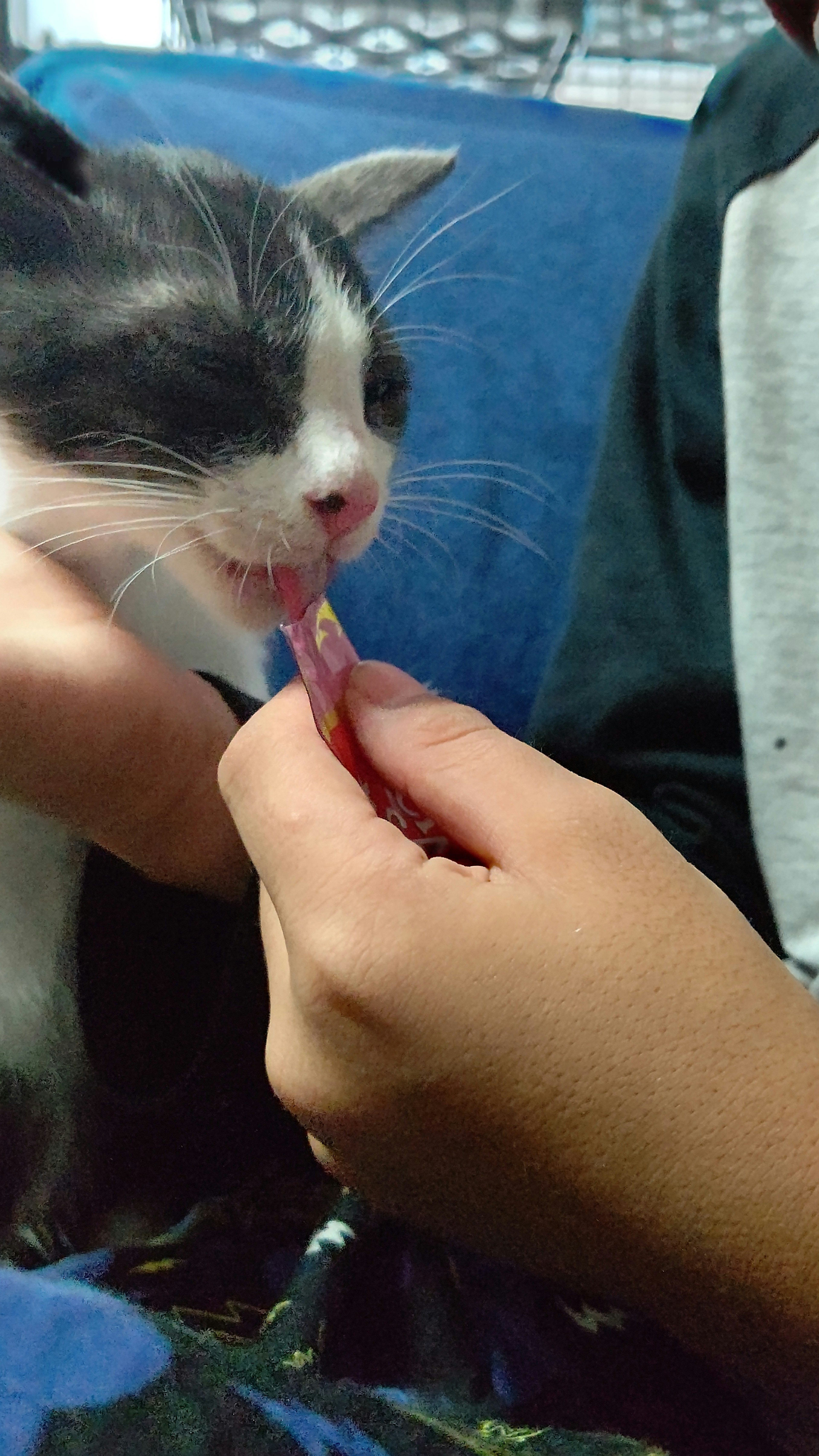 Seekor kucing sedang makan camilan dari tangan seseorang