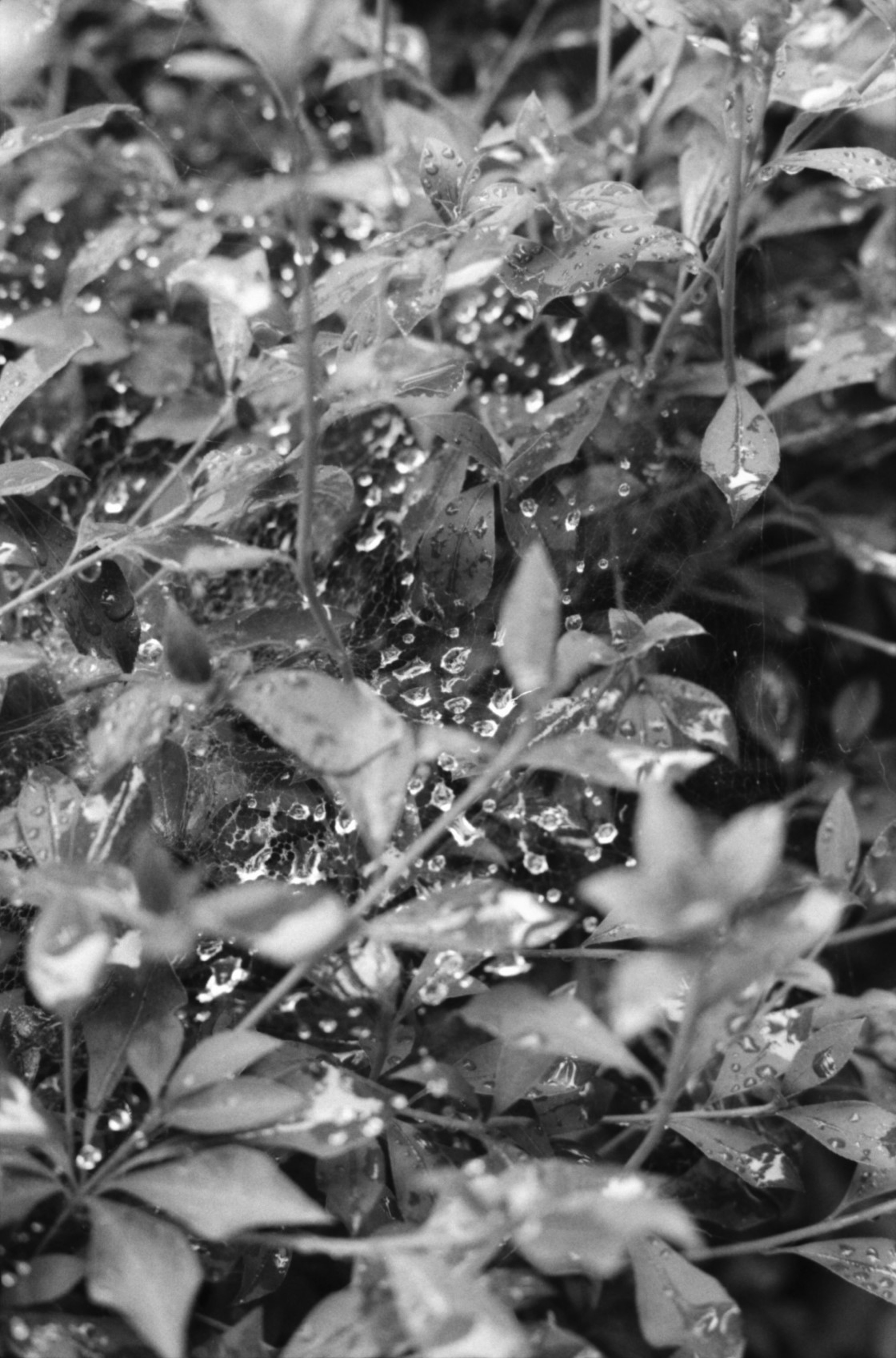 Close-up of leaves with water droplets in black and white