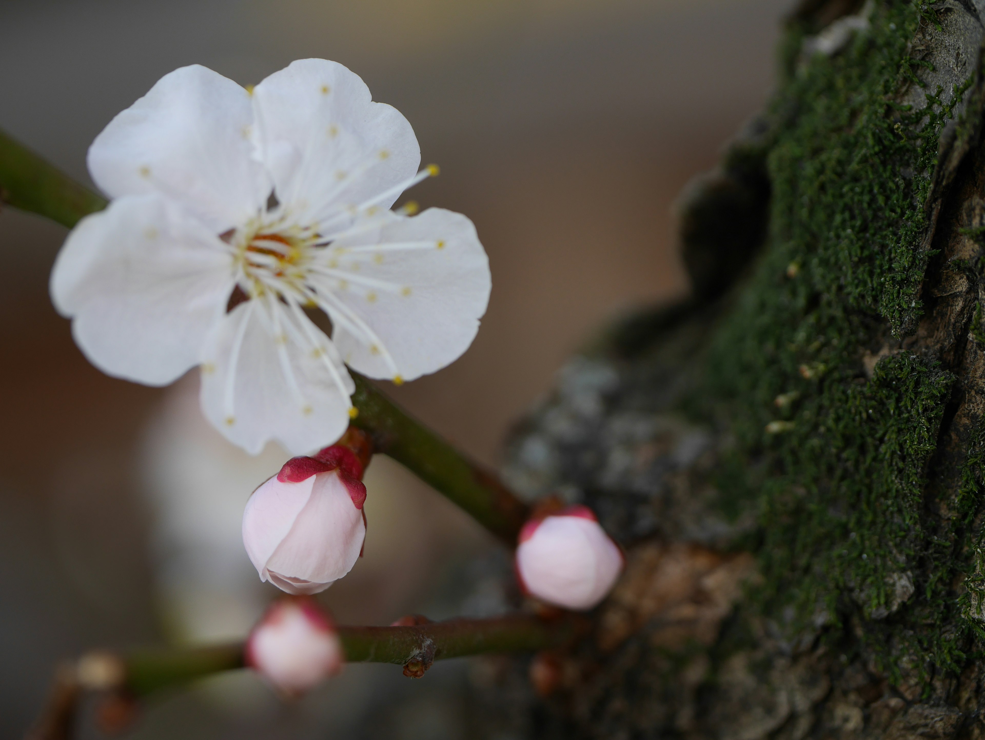 白い花とピンクのつぼみが木の幹に寄り添う美しい風景