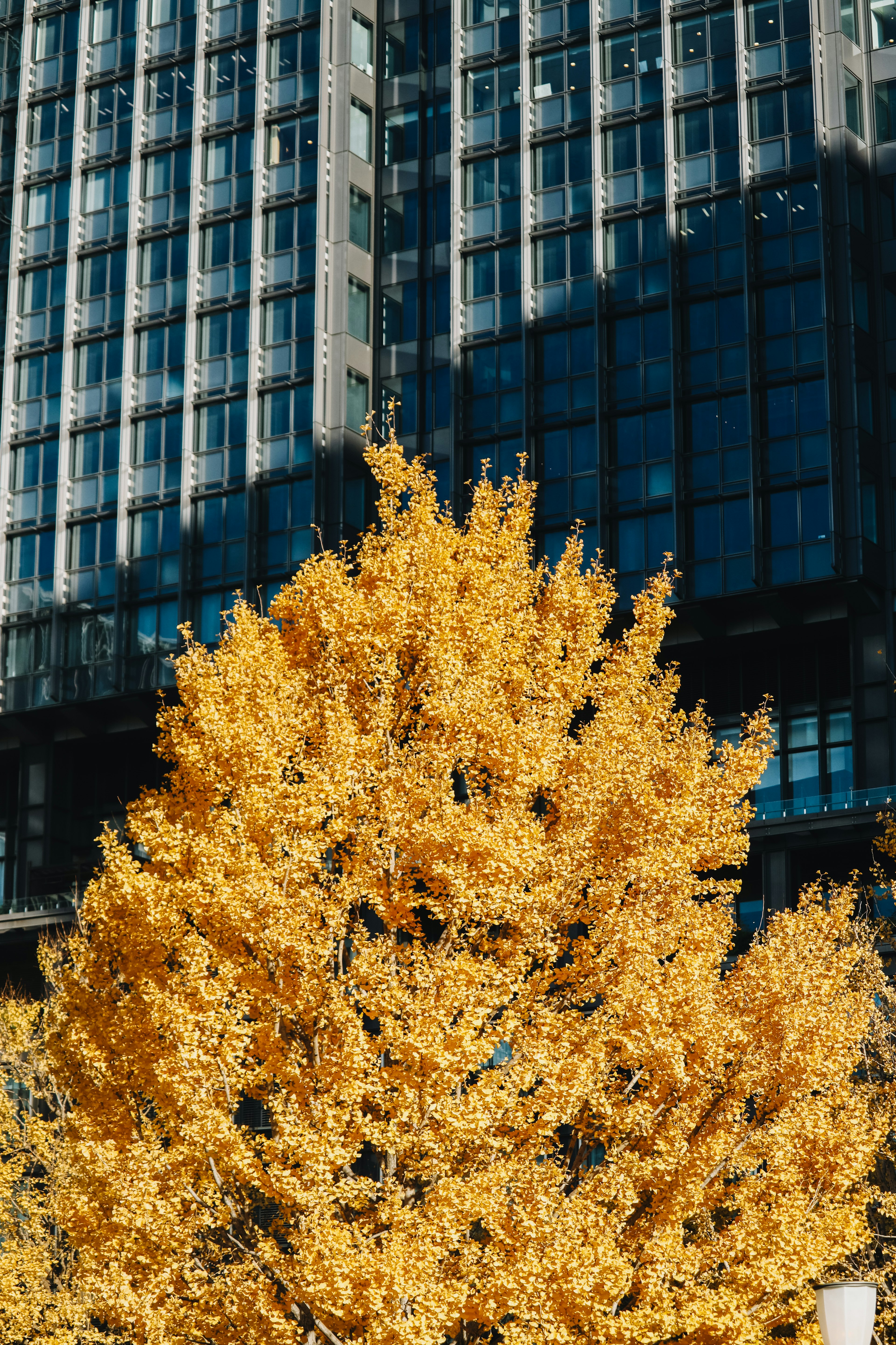 Un arbre aux feuilles jaunes vives devant un gratte-ciel moderne