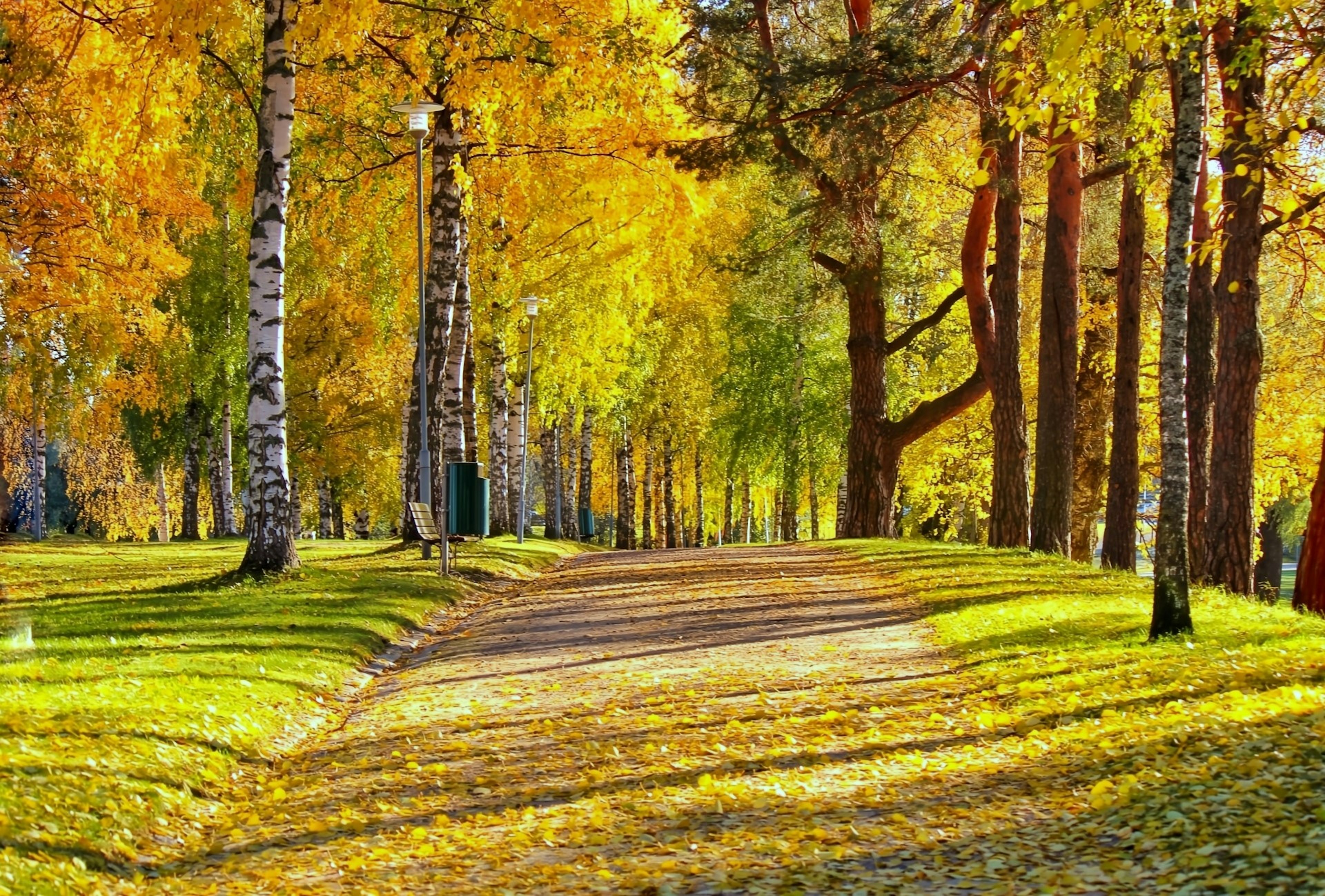 Pathway lined with autumn trees vibrant with yellow and orange leaves