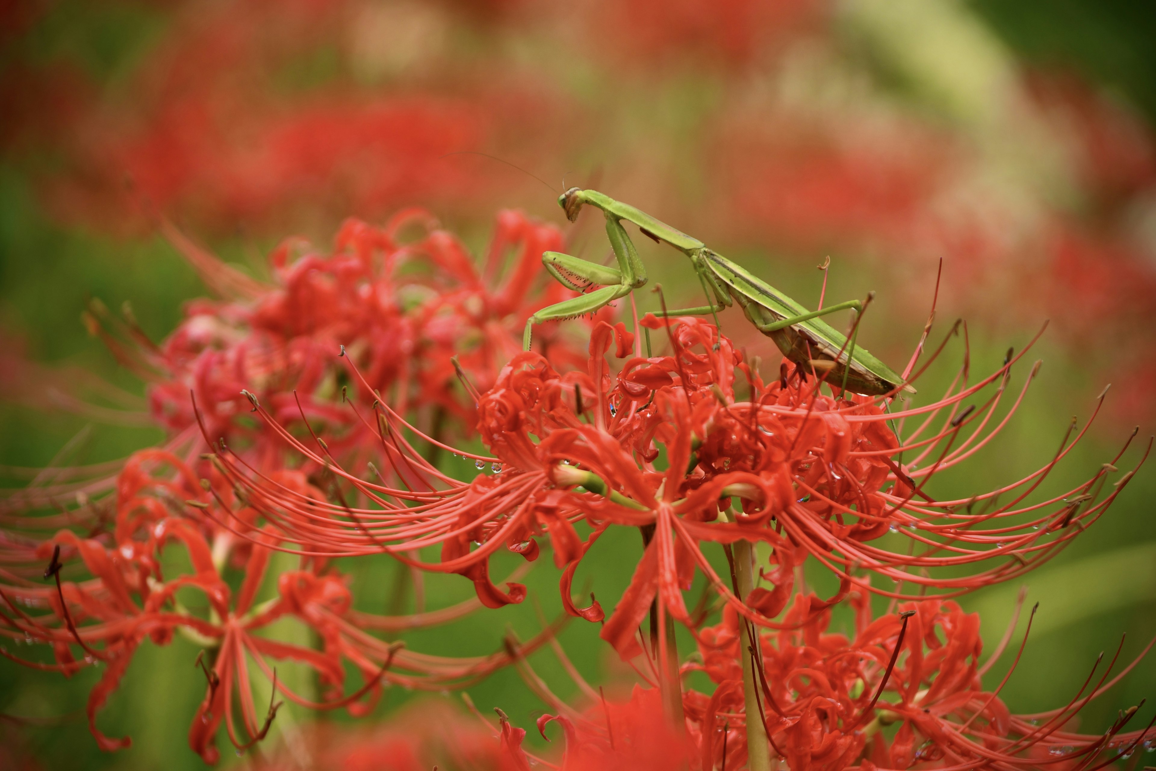 Un sauterelle verte posée sur des fleurs rouges vives