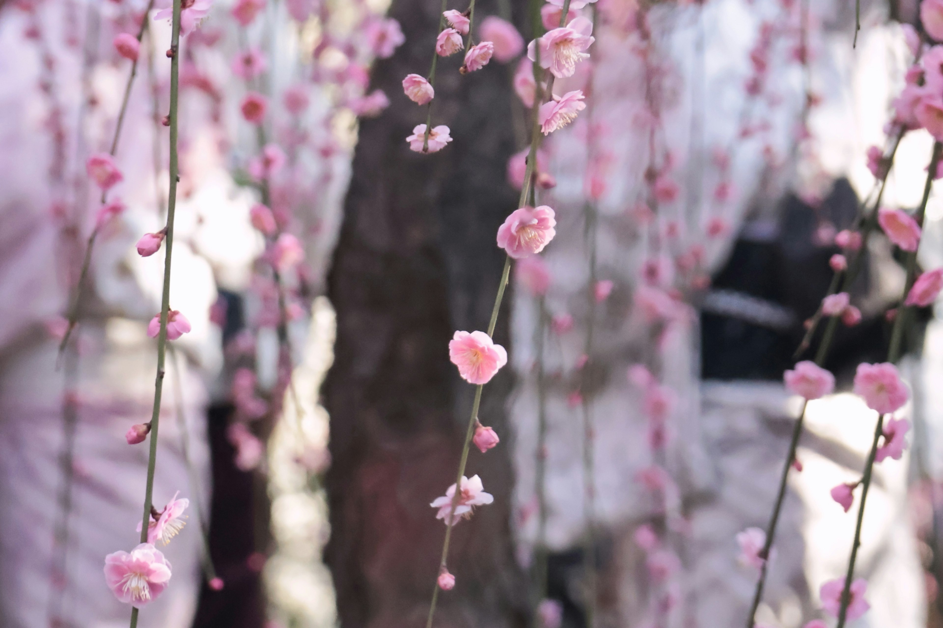 Orang-orang berpakaian kimono di depan pohon sakura