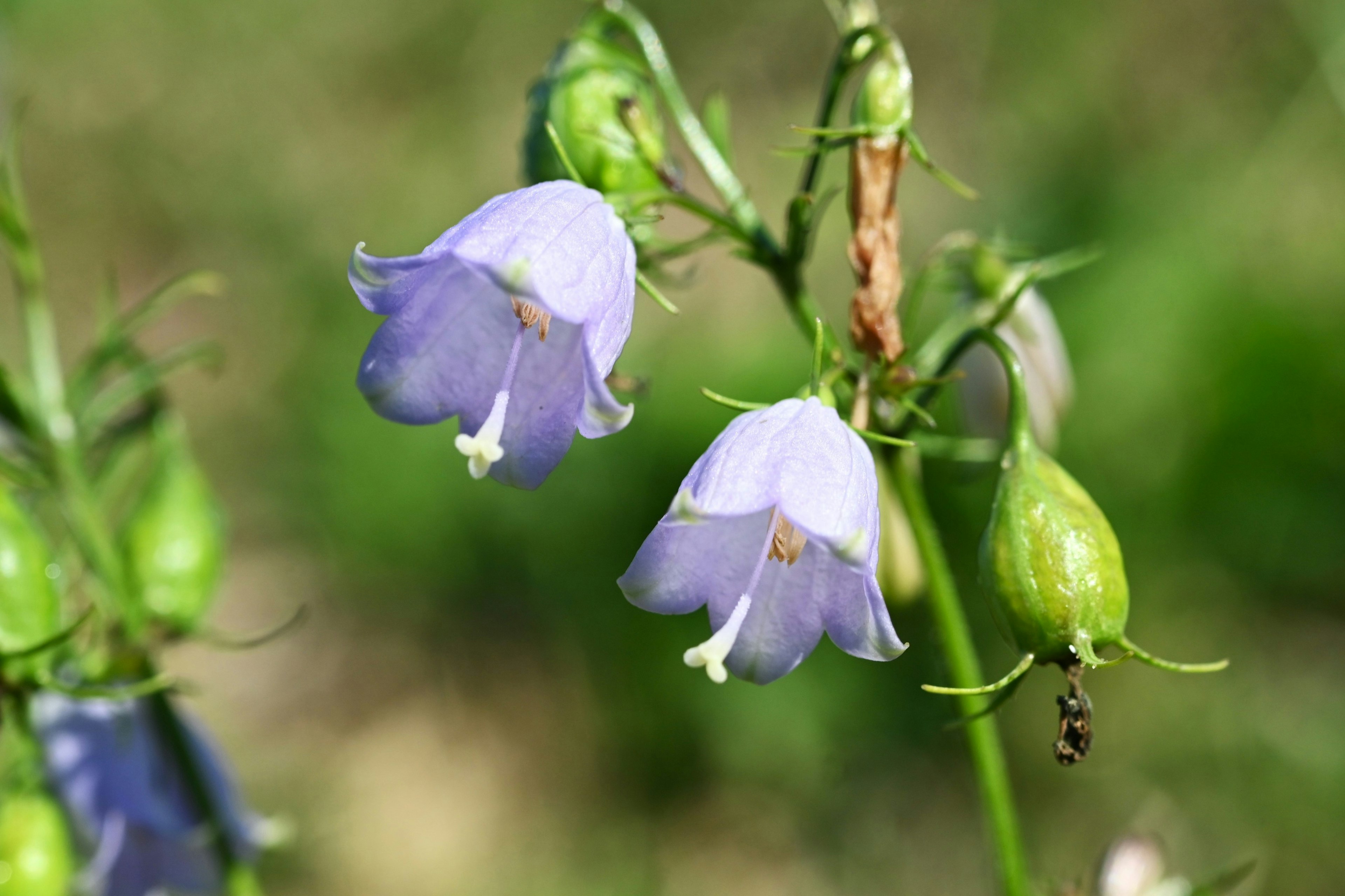 Nahaufnahme einer krautigen Pflanze mit hellvioletten Blüten