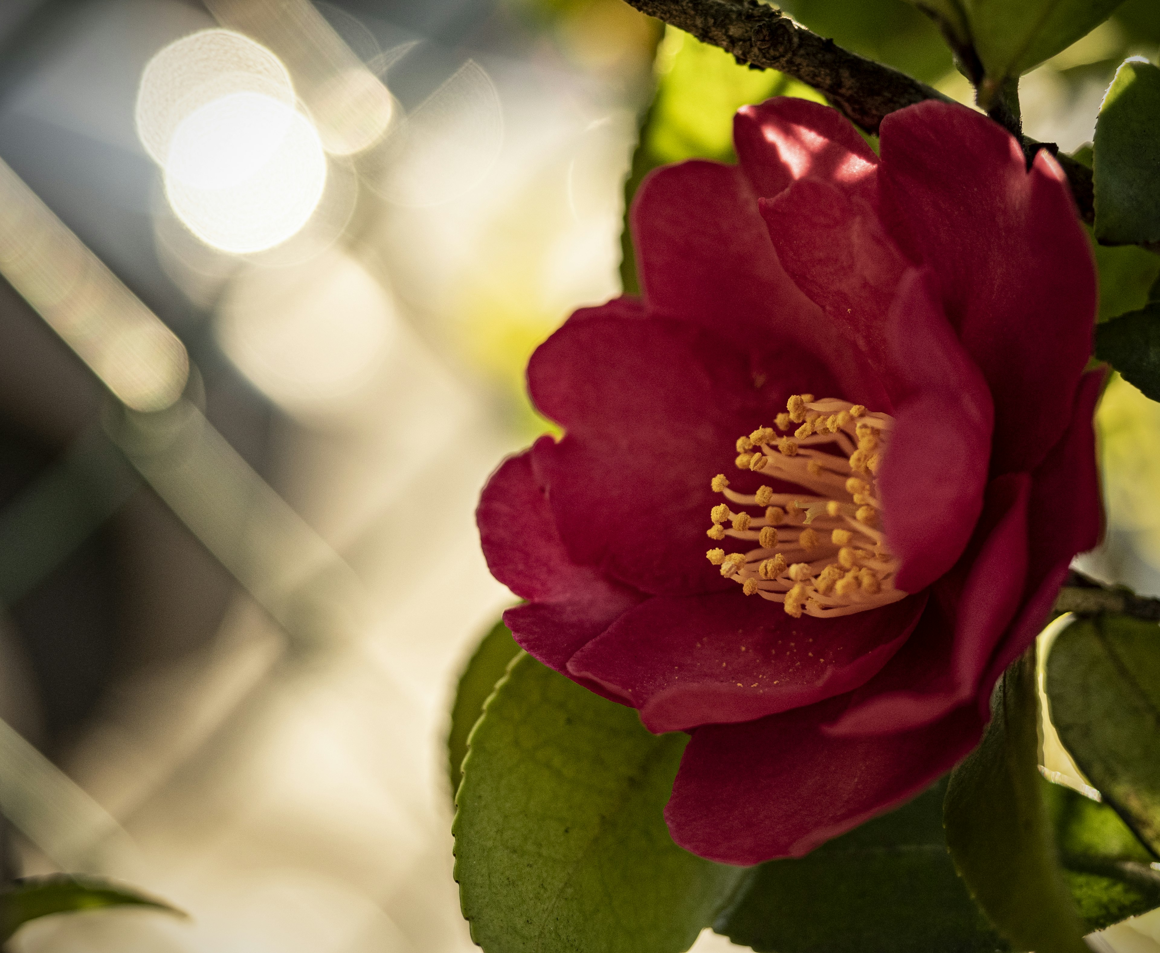 Nahaufnahme einer Kamelienblüte mit roten Blütenblättern und gelben Staubgefäßen