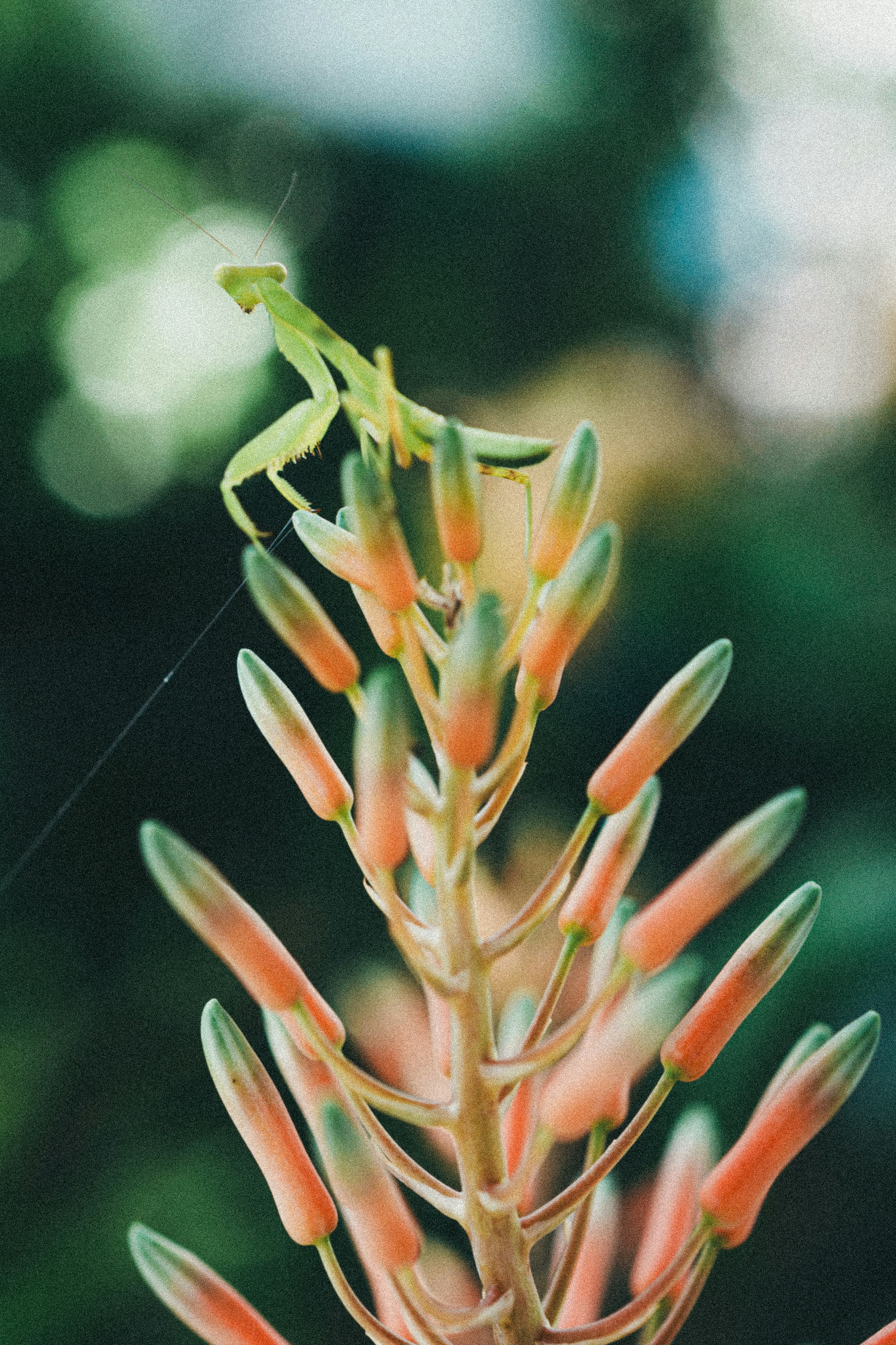 緑色の昆虫がオレンジ色の花の先端にとまっている