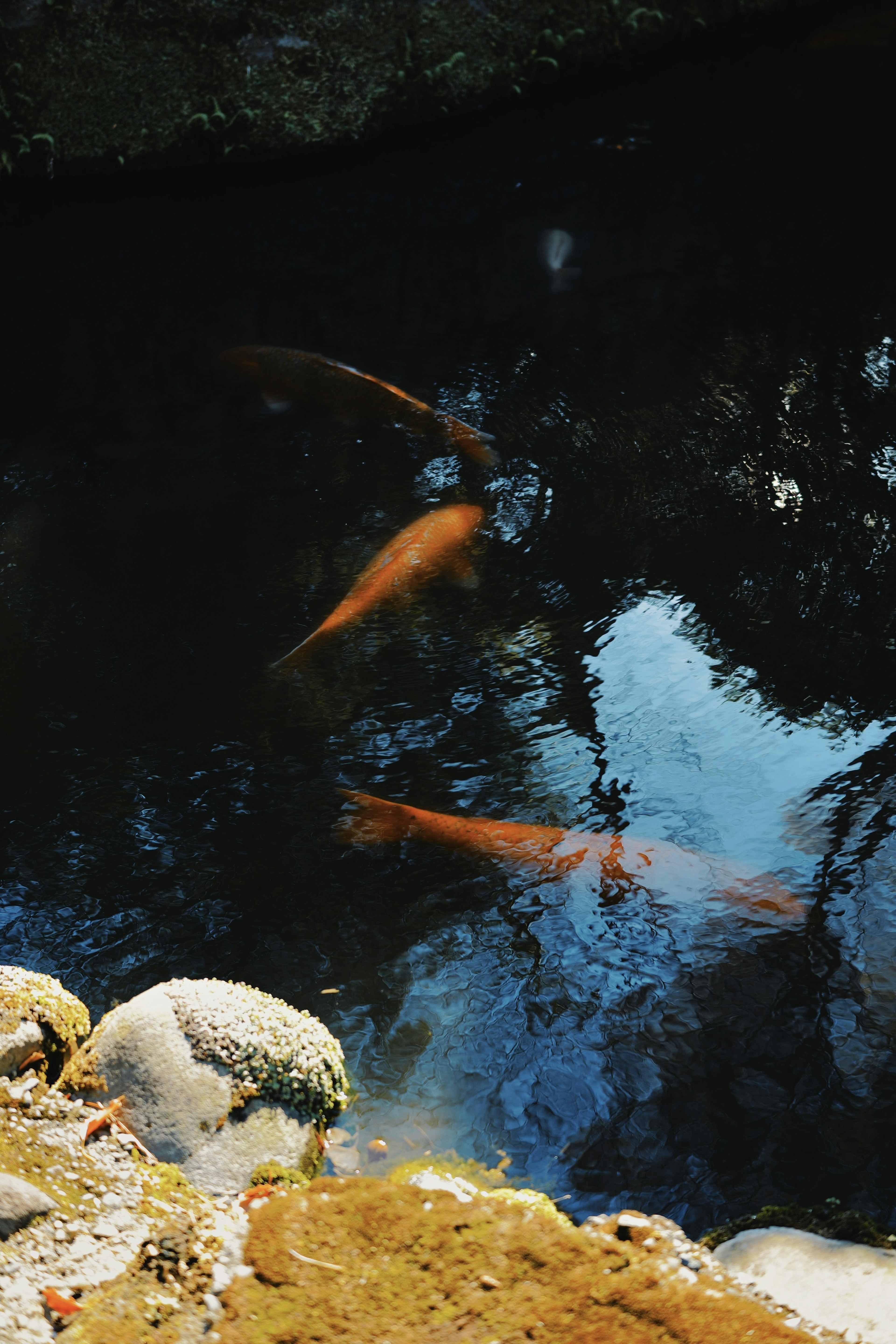 Poissons dorés nageant dans un étang serein reflétant le ciel