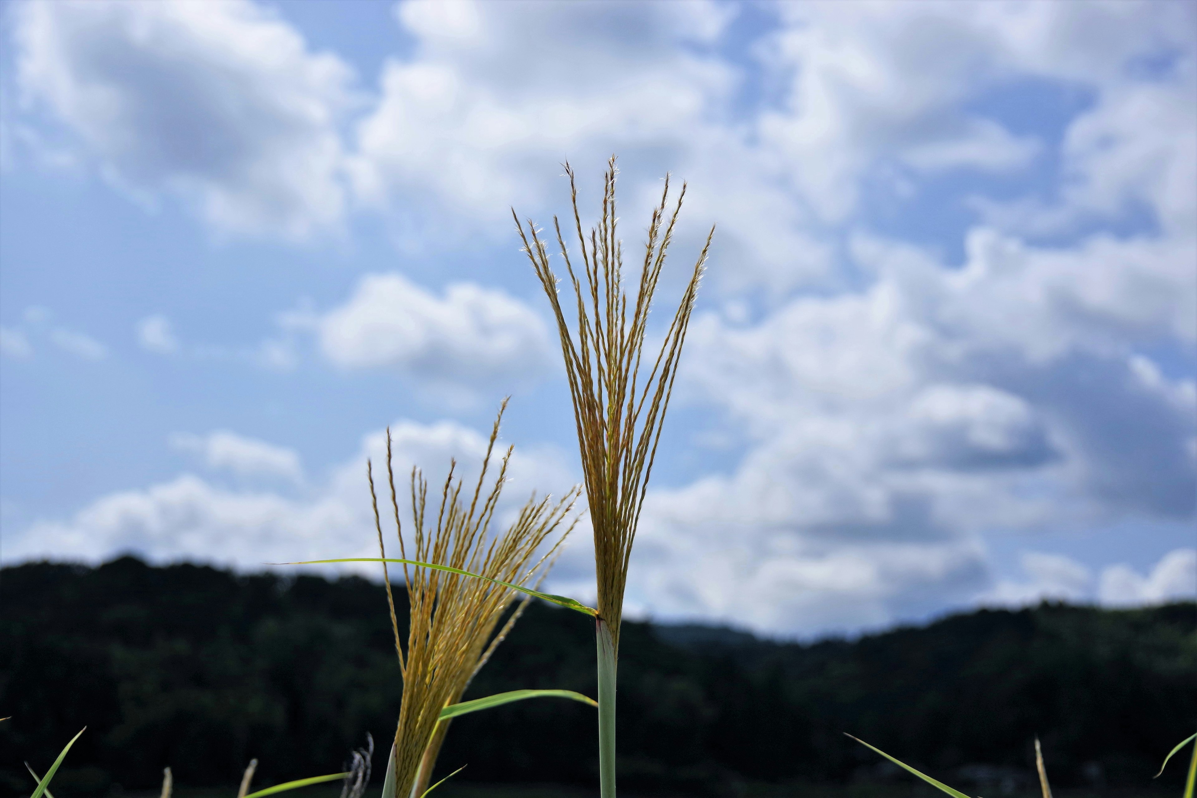 Reisähren stehen vor einem Hintergrund aus blauem Himmel und flauschigen Wolken