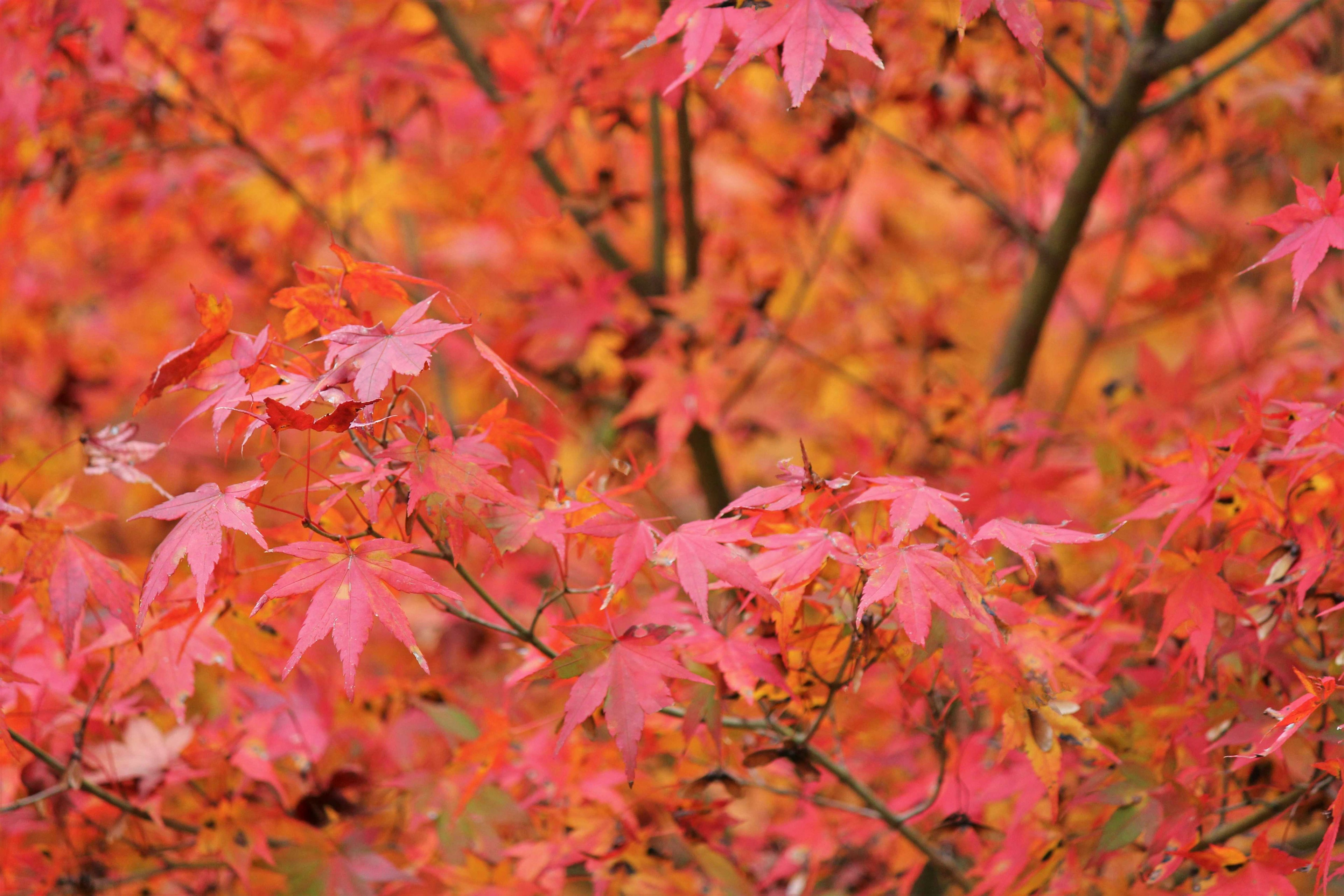 Vibrant red and orange maple leaves clustered together