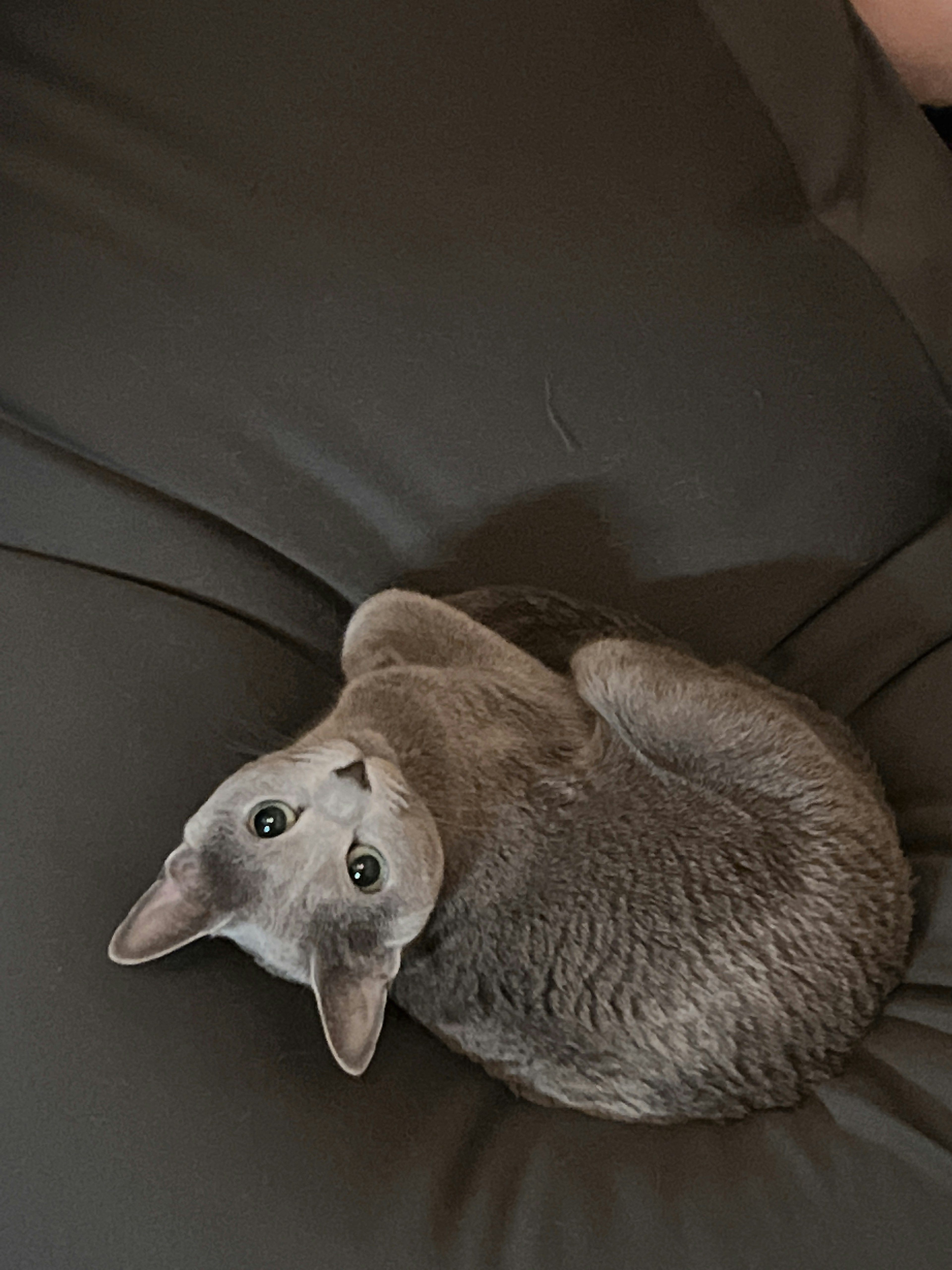 Kucing abu-abu melingkar di sofa