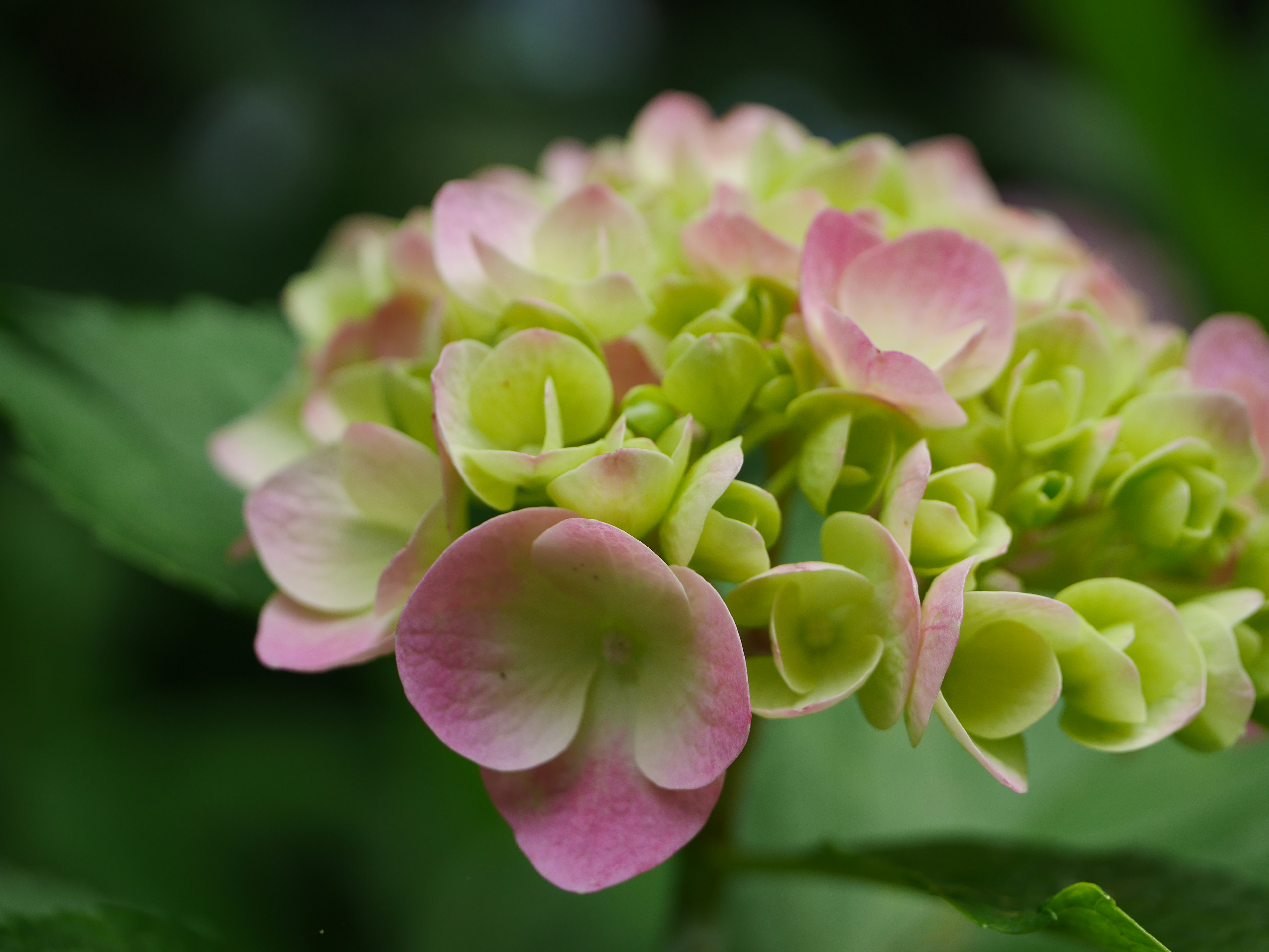 Close-up of colorful hydrangea flowers and leaves