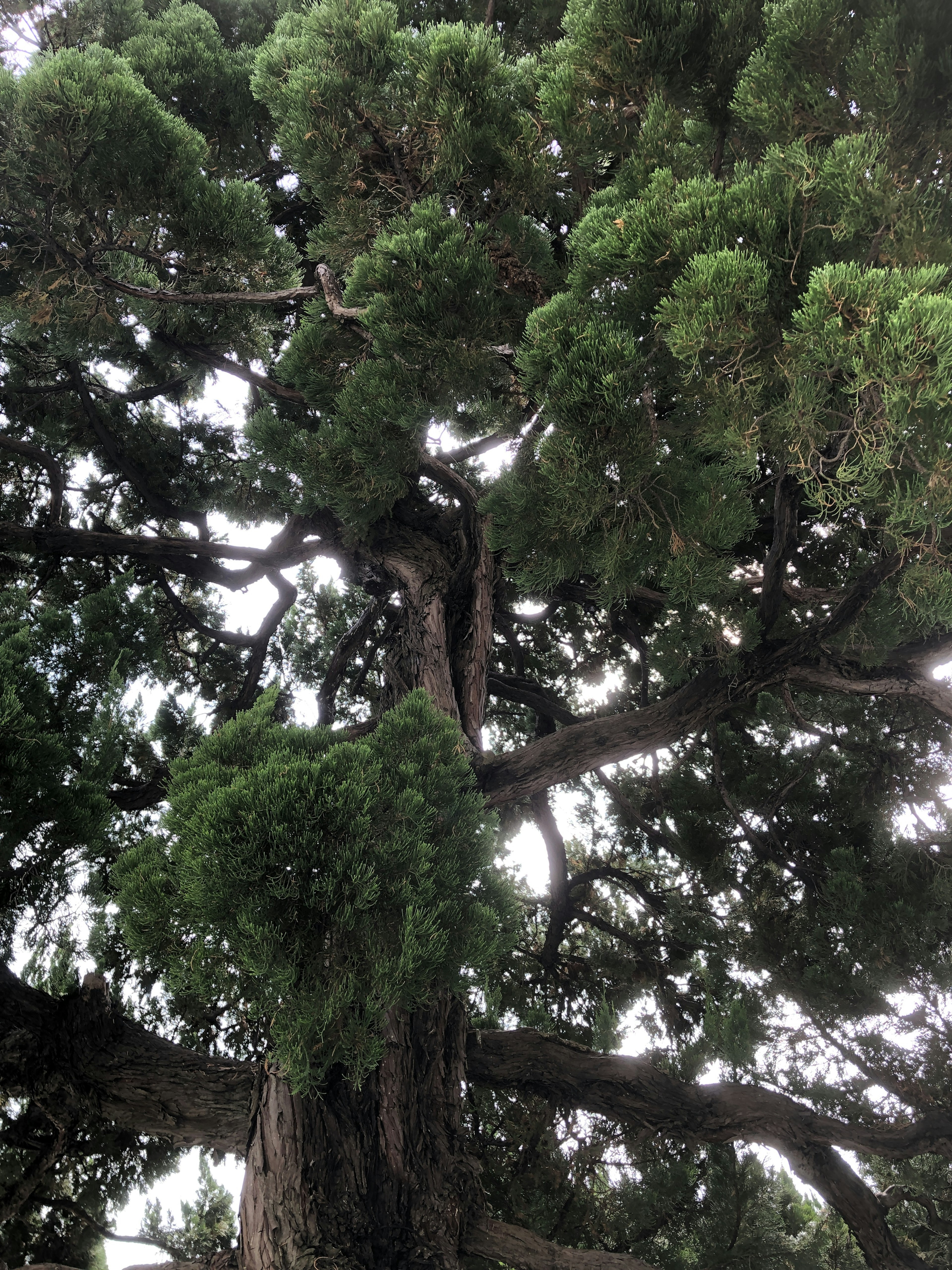 Close-up of a lush green tree with a thick trunk and sprawling branches