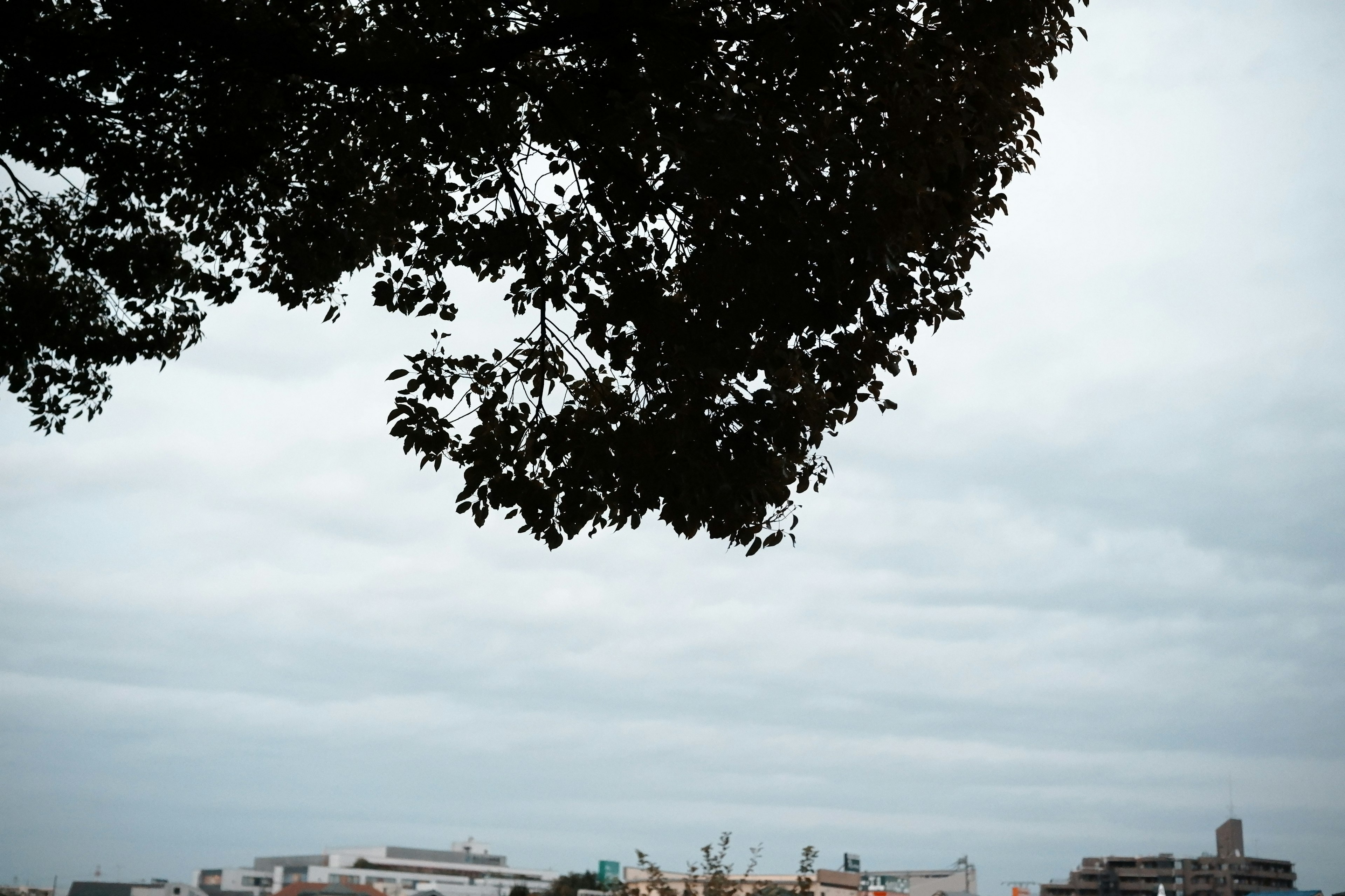 曇った空の下に広がる都市の風景と木の葉