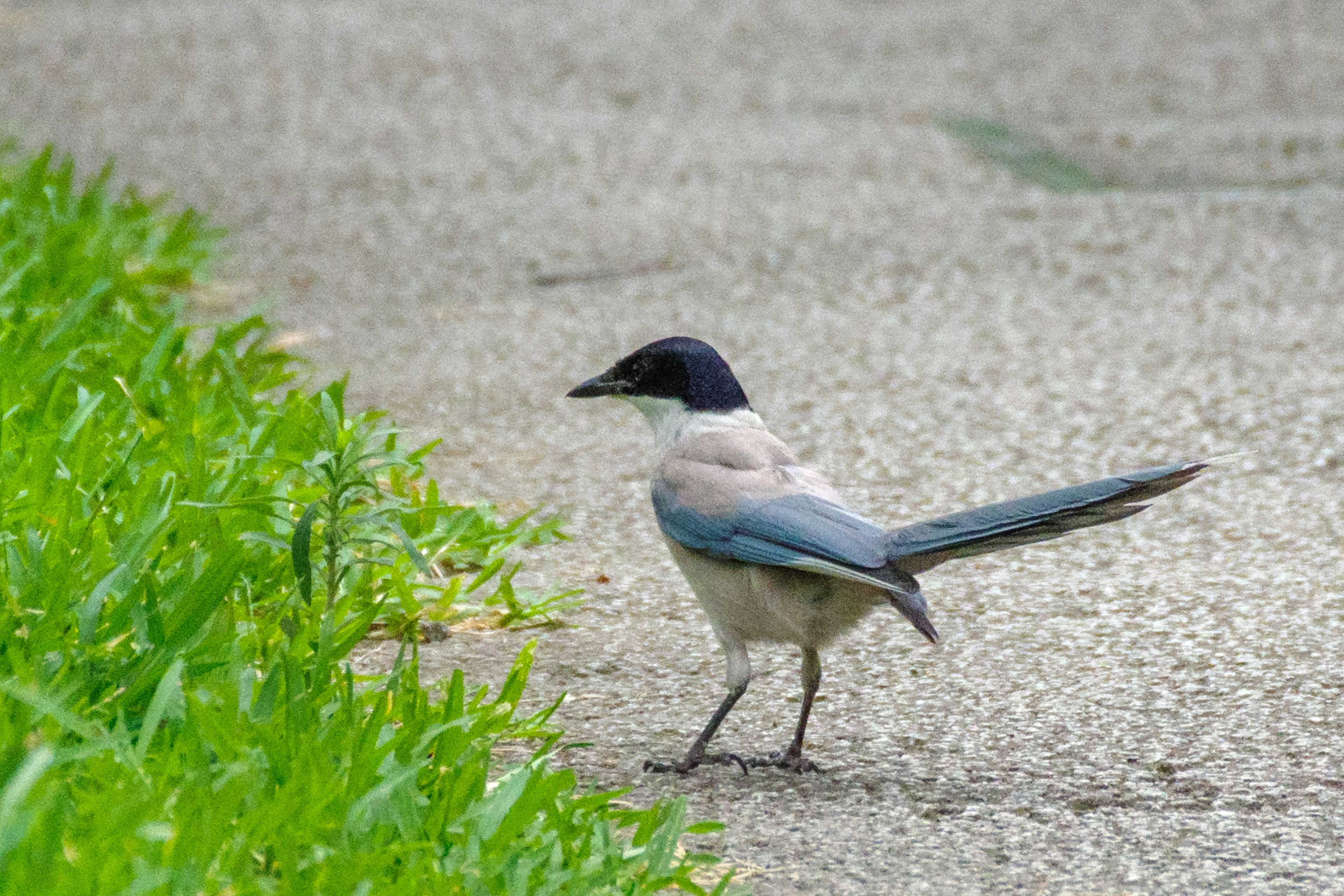 Un pájaro con plumas azules caminando cerca de la hierba