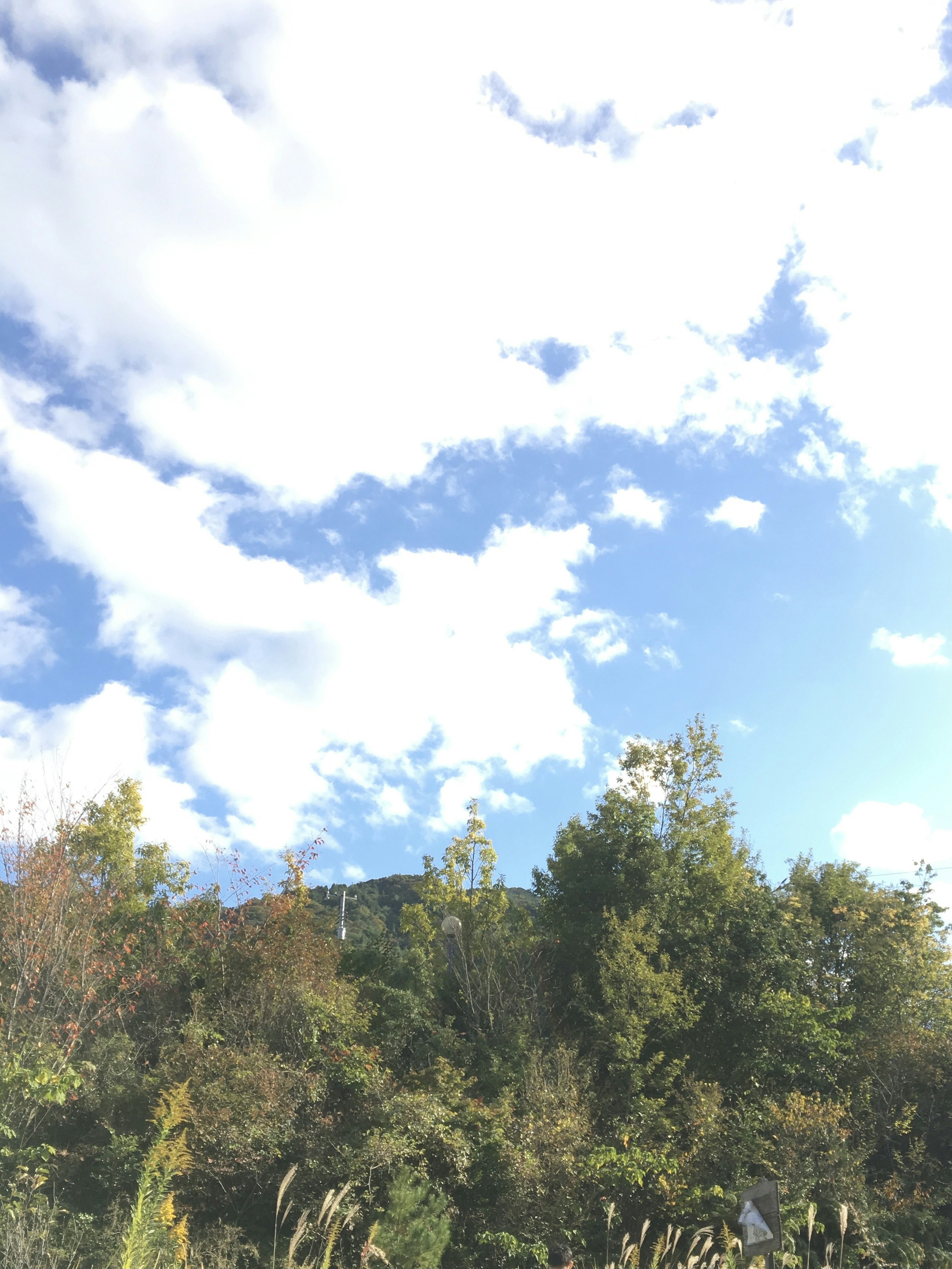 Un paisaje con cielo azul y nubes con árboles coloridos