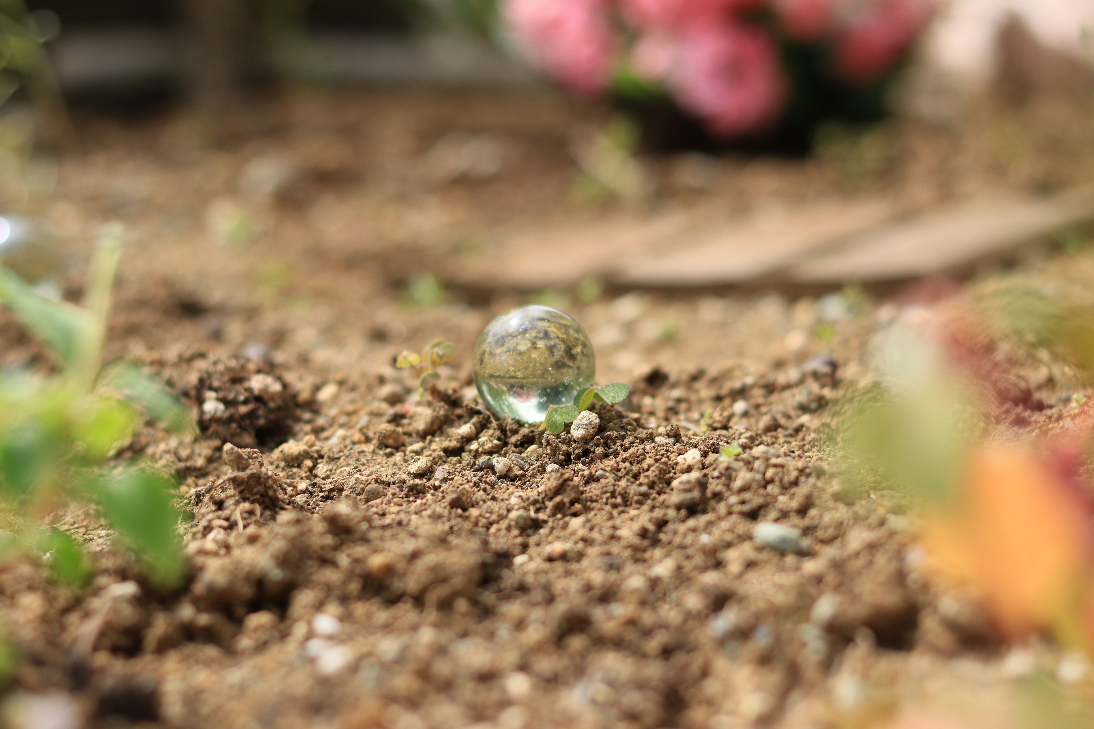 A small glass marble resting on the soil with blurred flowers in the background