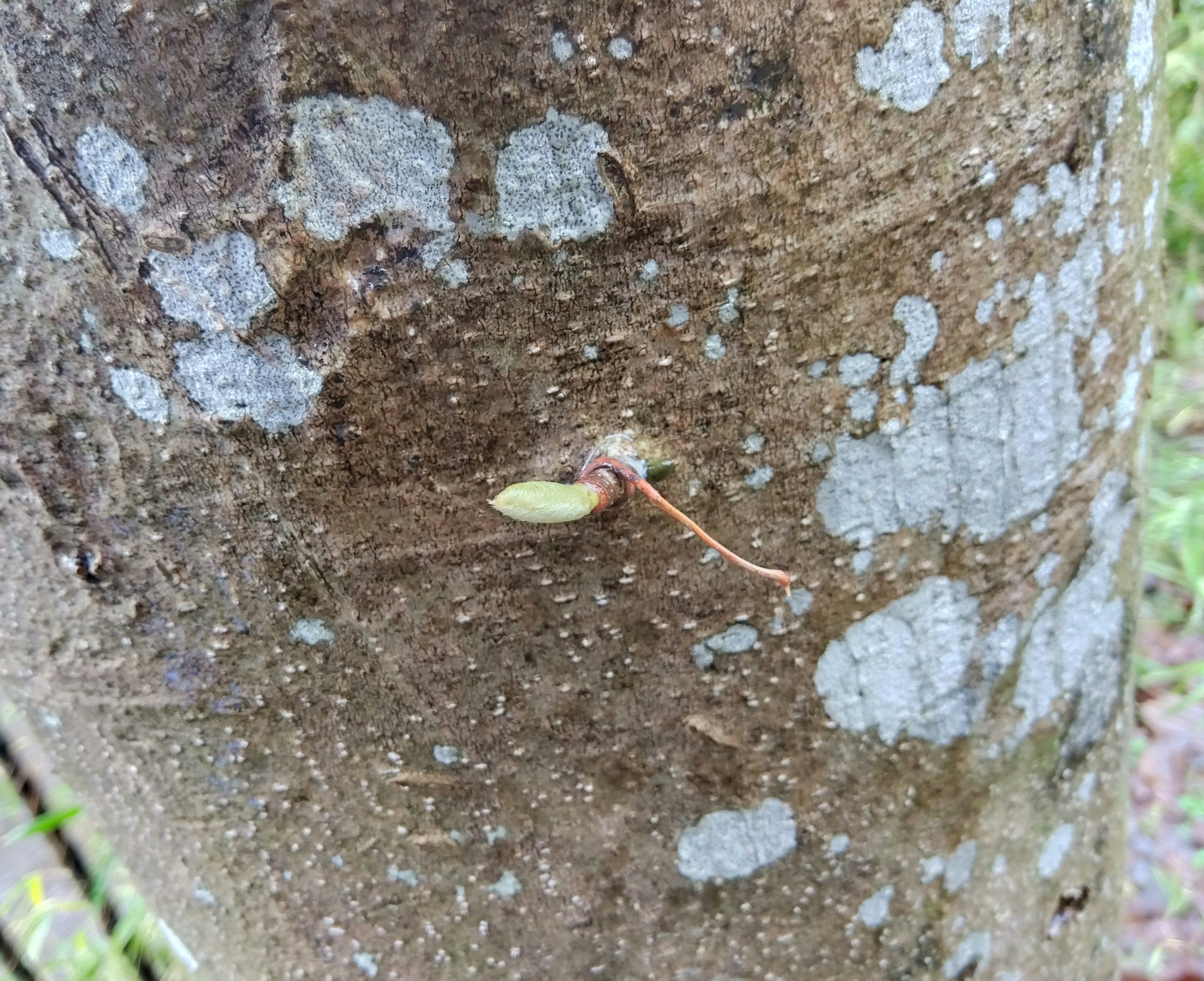 Petit bourgeon vert et tige fine attachés à un tronc d'arbre