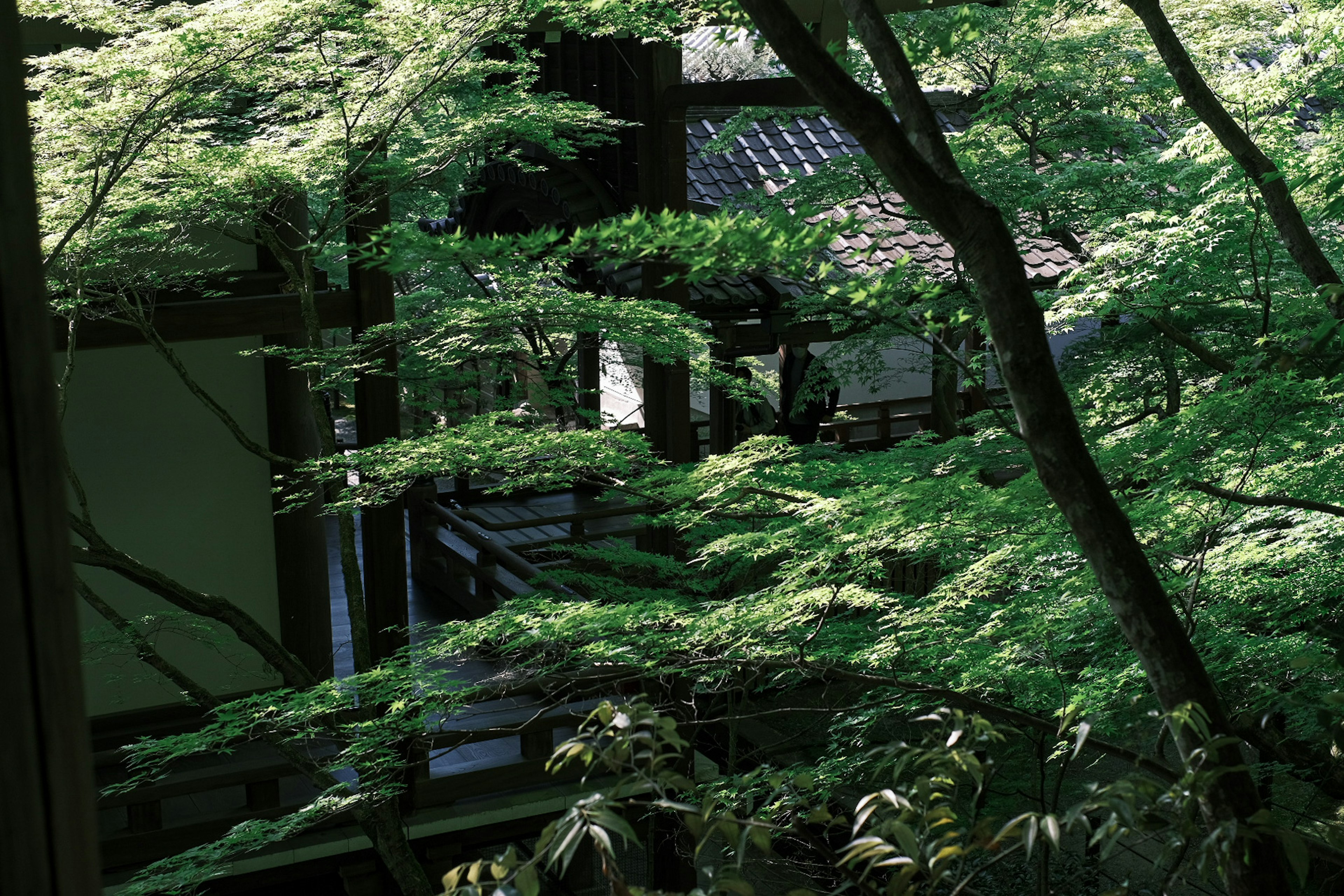 Una vista de un edificio tradicional japonés parcialmente oculto por un follaje verde exuberante