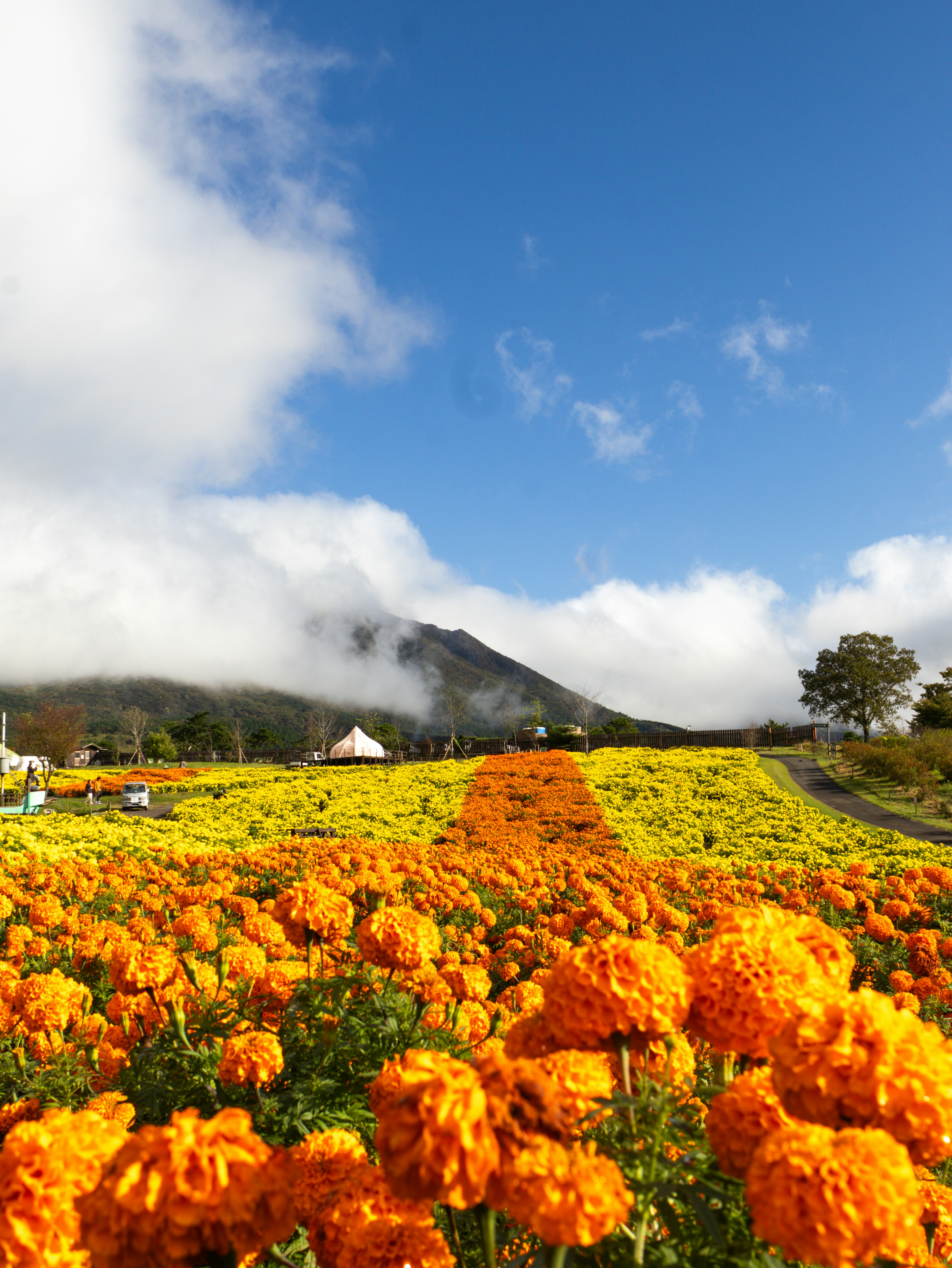 Flores naranjas vibrantes en un vasto paisaje bajo un cielo azul con montañas