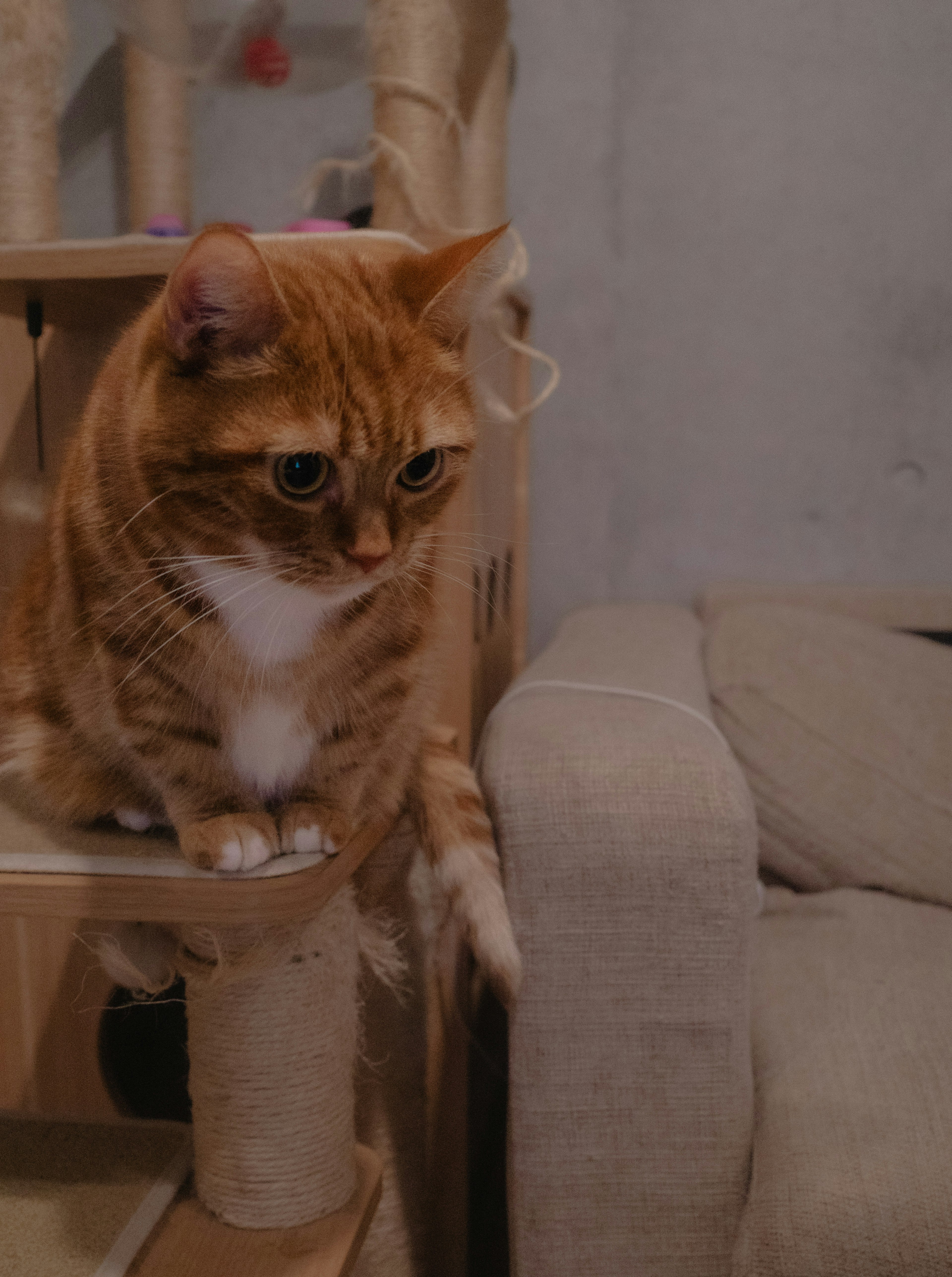 Un chat assis sur un arbre à chat dans un cadre intérieur confortable