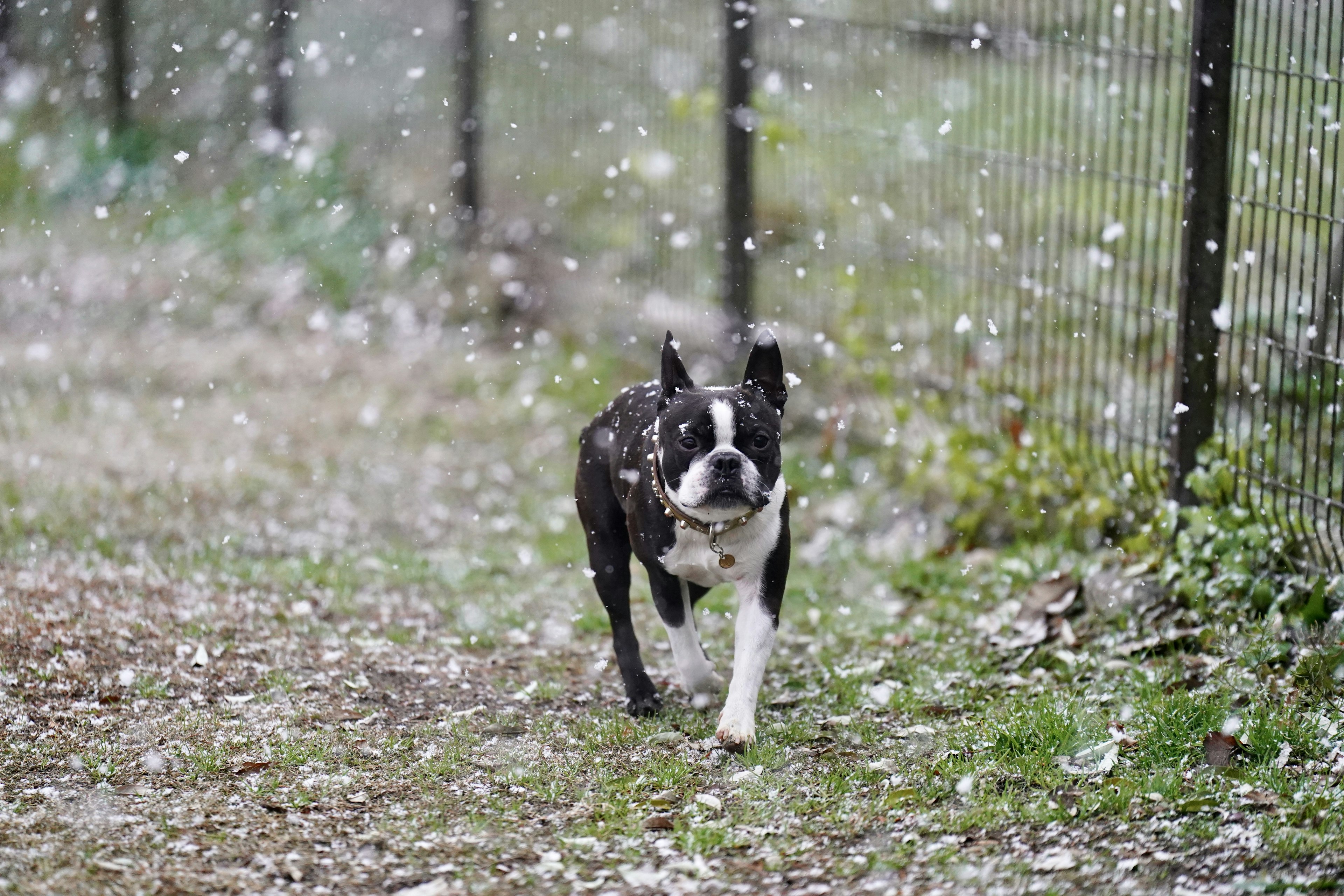 Un chien Boston Terrier courant dans la neige