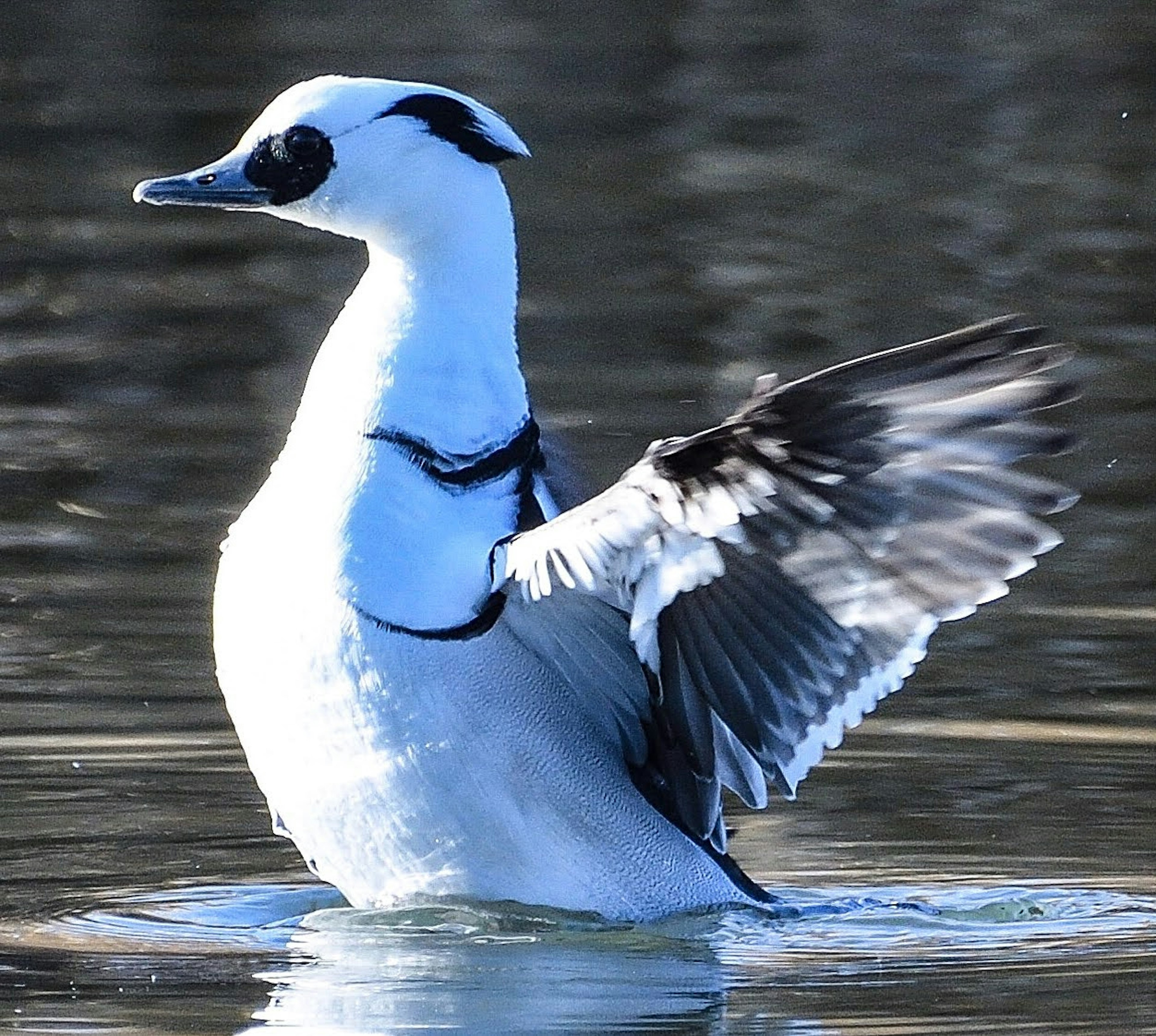 白と黒の羽を持つ水面で羽を広げる鳥