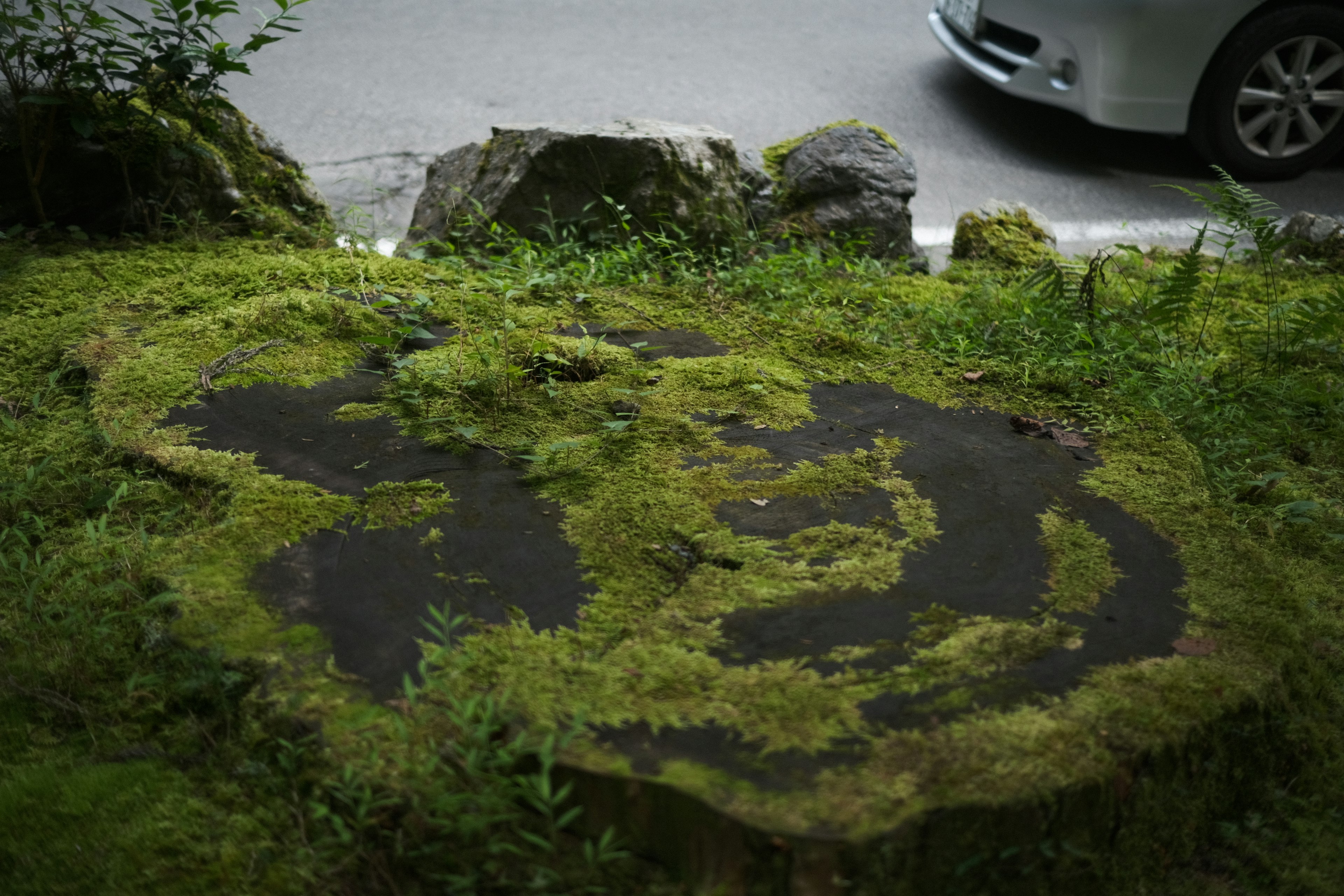 Stone shaped like Earth covered in green moss