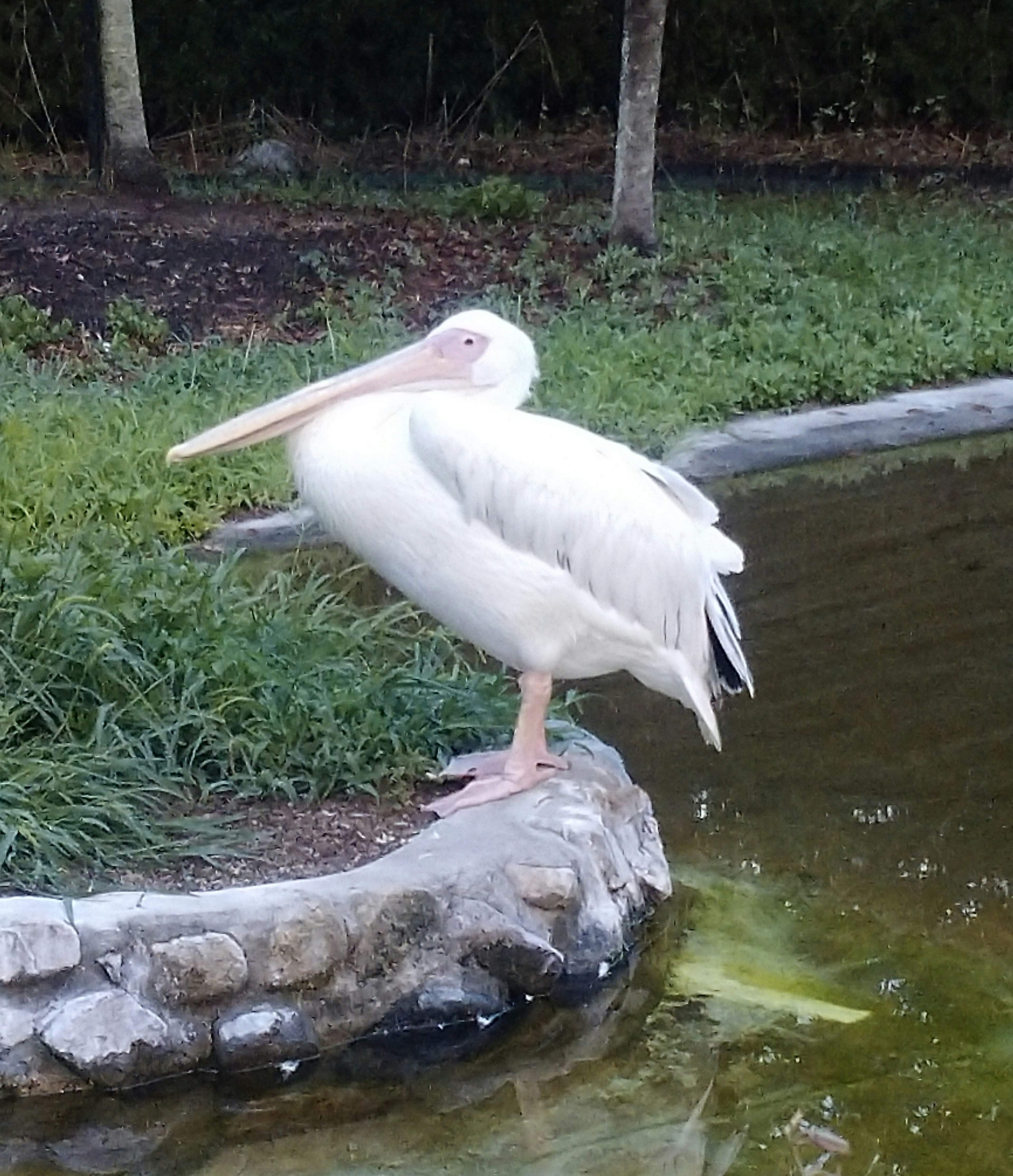 A white pelican standing by a pond